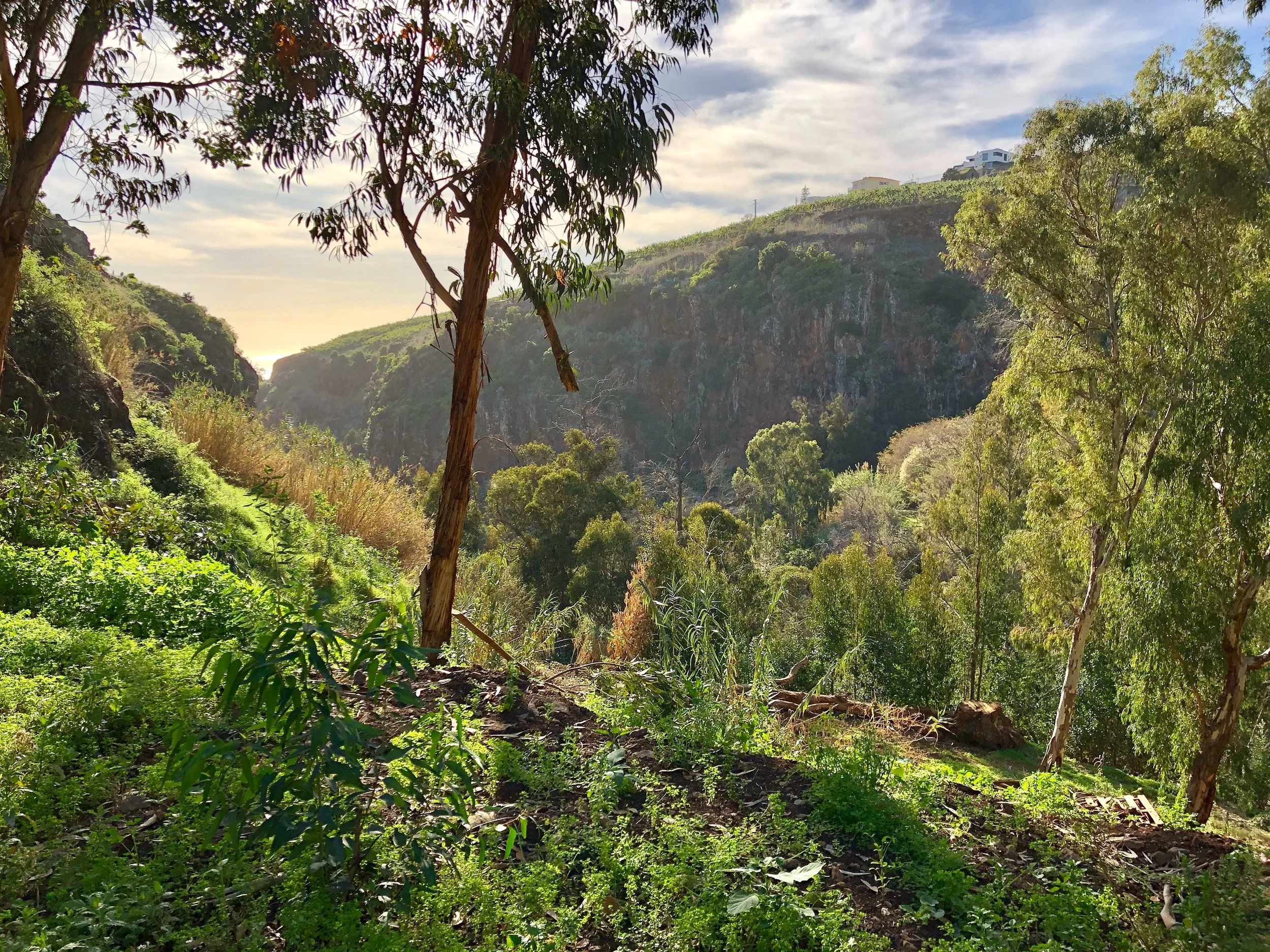 A lush, green hillside with trees and shrubs, overlooking a valley with cliff sides in the background, under a partly cloudy sky.