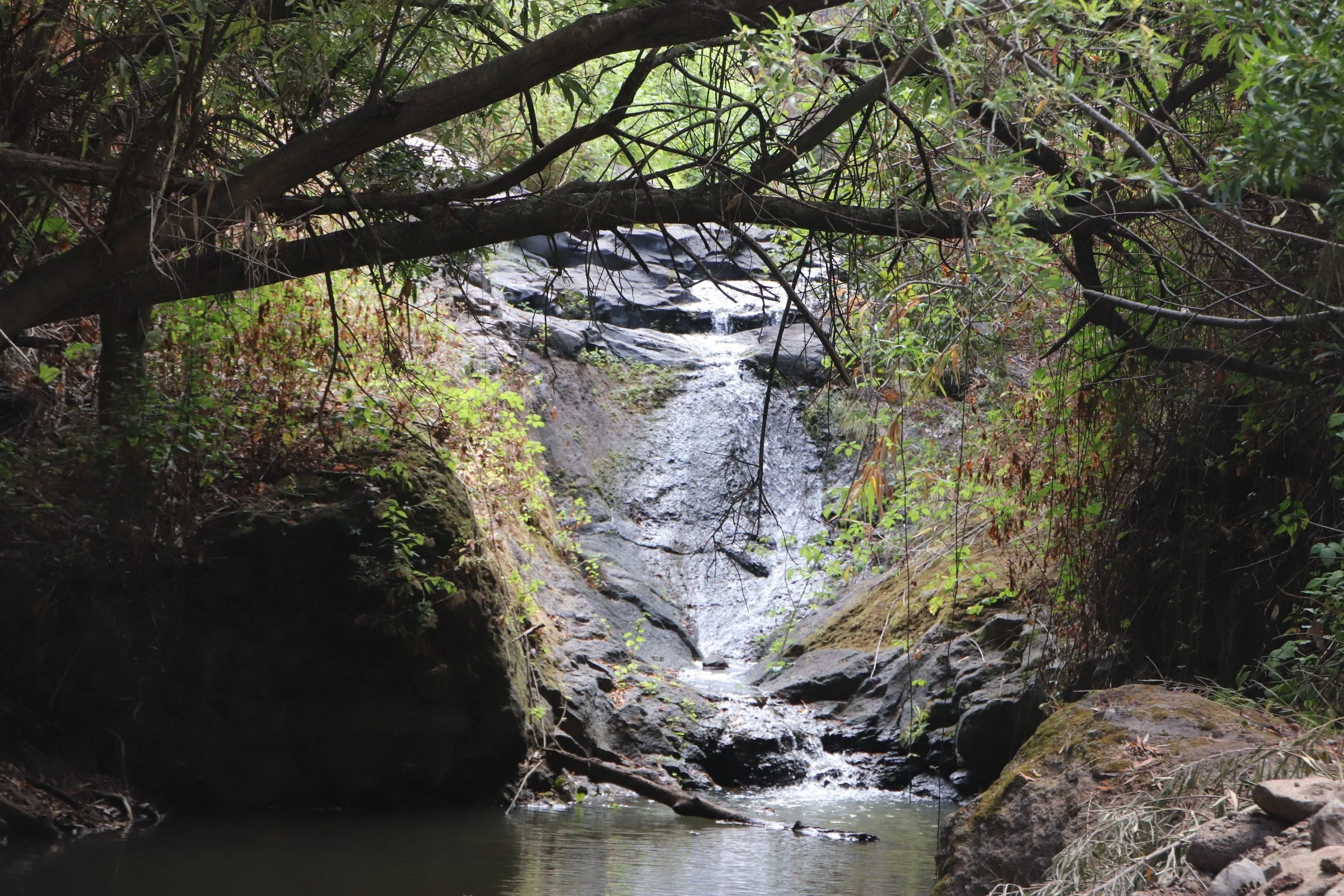 A small waterfall flowing into a rocky stream surrounded by dense green foliage and overhanging tree branches.