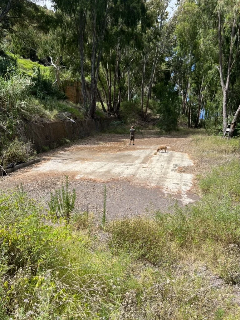 A man walking his dog in a cleared outdoor area surrounded by trees and greenery.