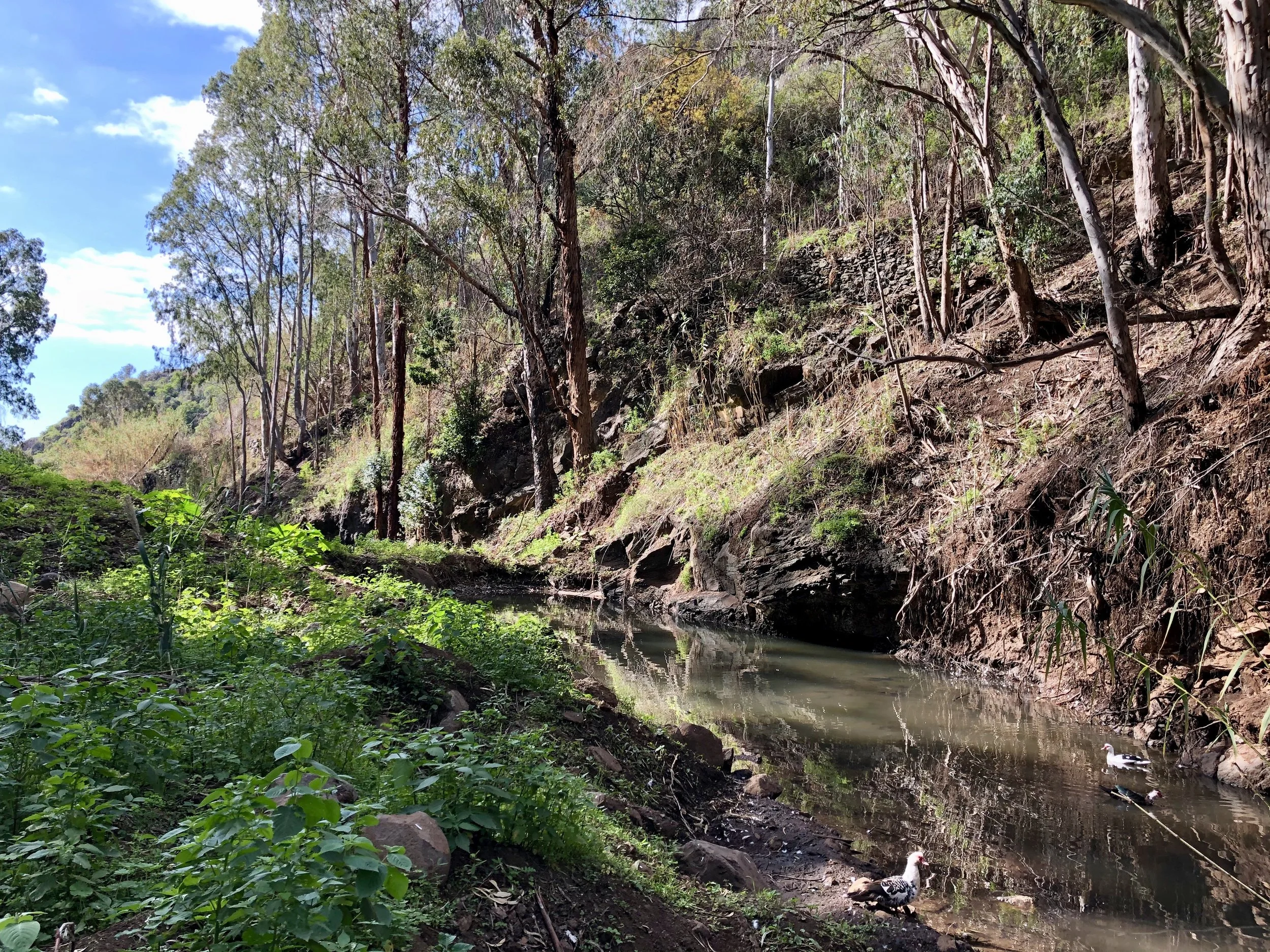 A nature scene with a small water stream running through a forested area with trees, rocks, green foliage, and a clear sky visible in the background. Ducks are swimming and resting near the water's edge.