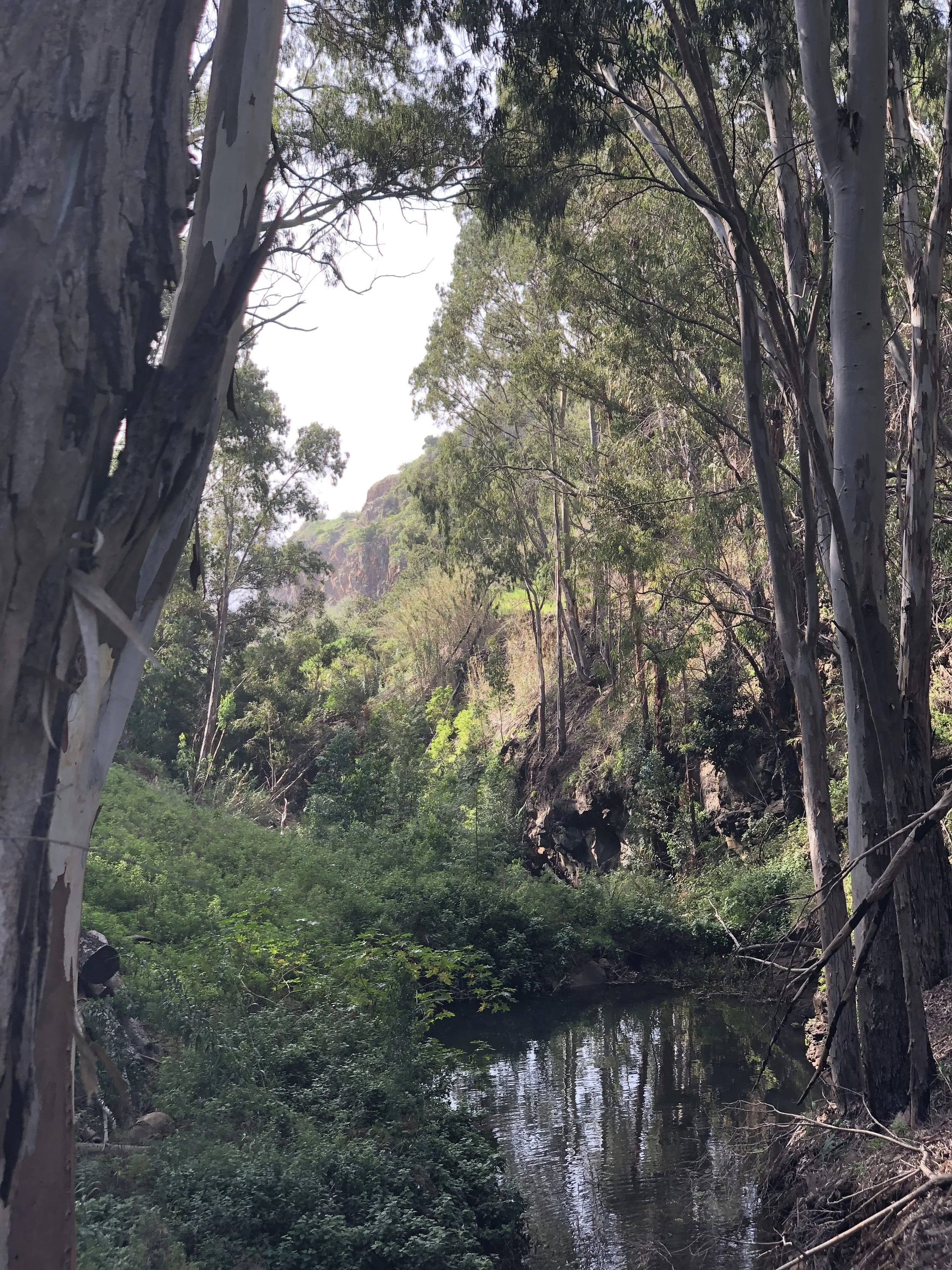 A landscape of a creek surrounded by trees with green foliage and rocky hills in the background.