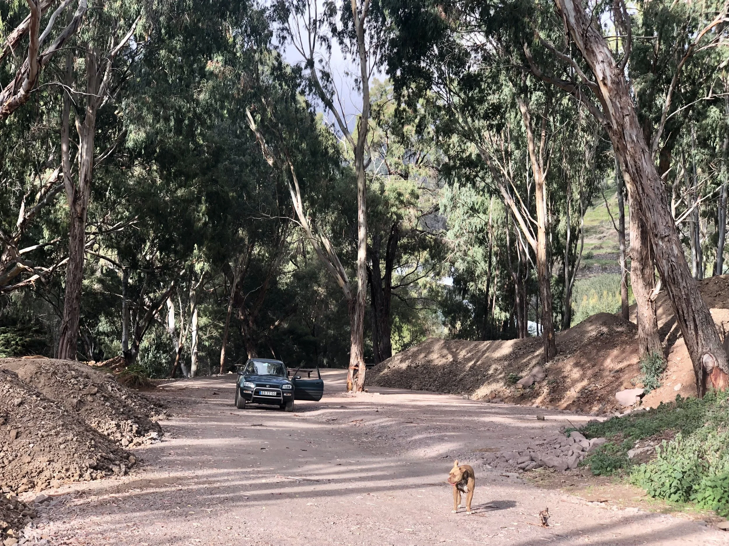 A dirt road through a forested area with tall trees, a parked black car, and a dog standing on the road.