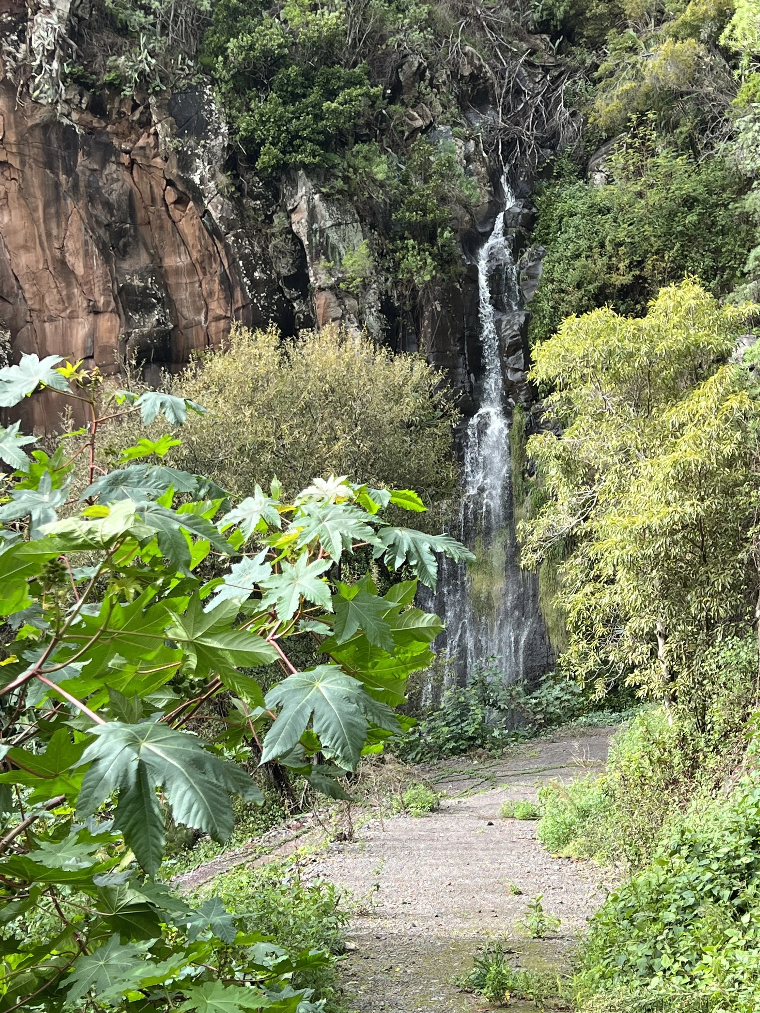 A natural scene with a small waterfall flowing down a rocky cliff surrounded by lush green trees and foliage, with a dirt path in the foreground.
