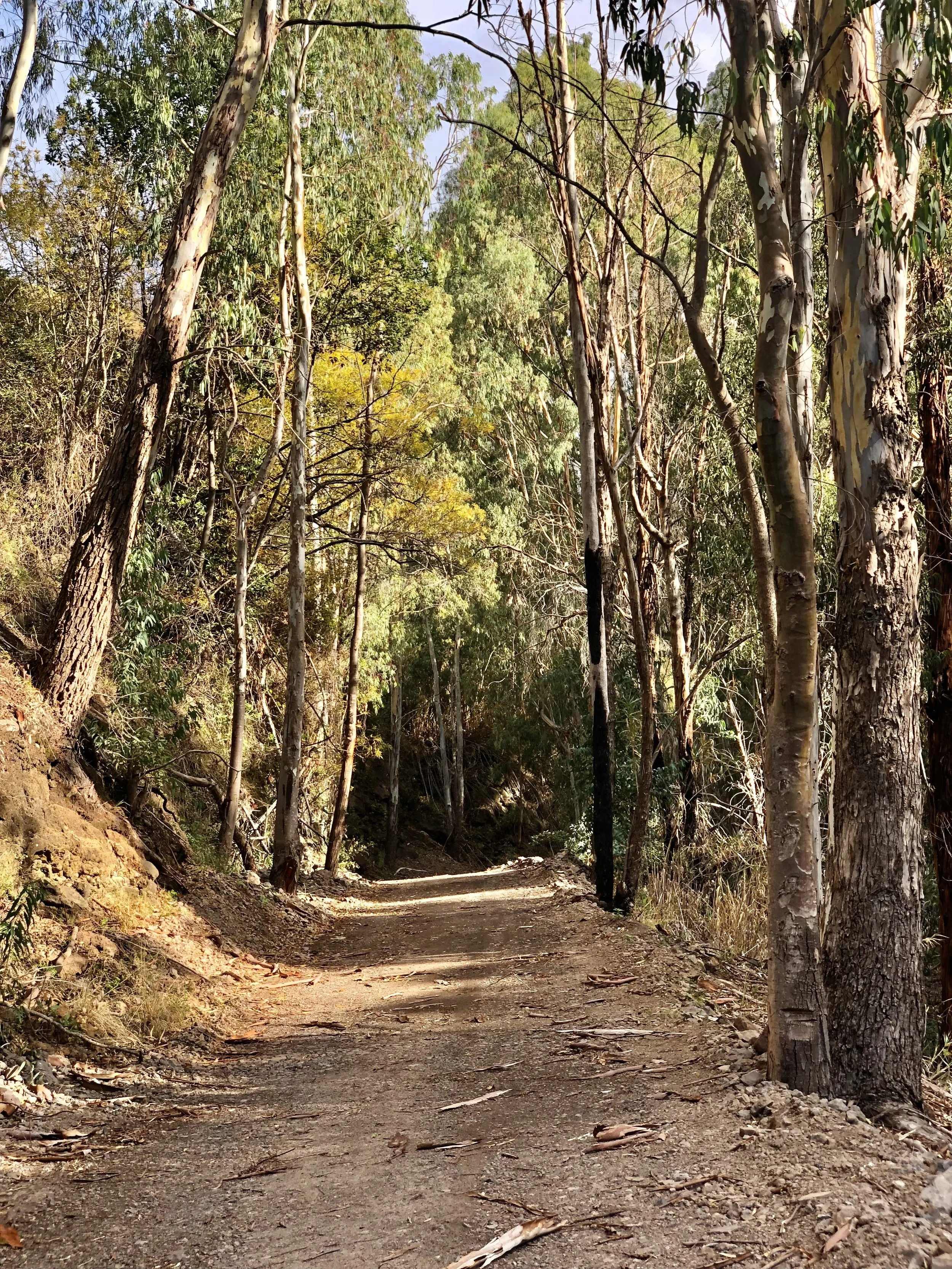 A dirt hiking trail surrounded by tall trees with green and yellow leaves, some trees with peeling bark, on a sunny day in a forest.