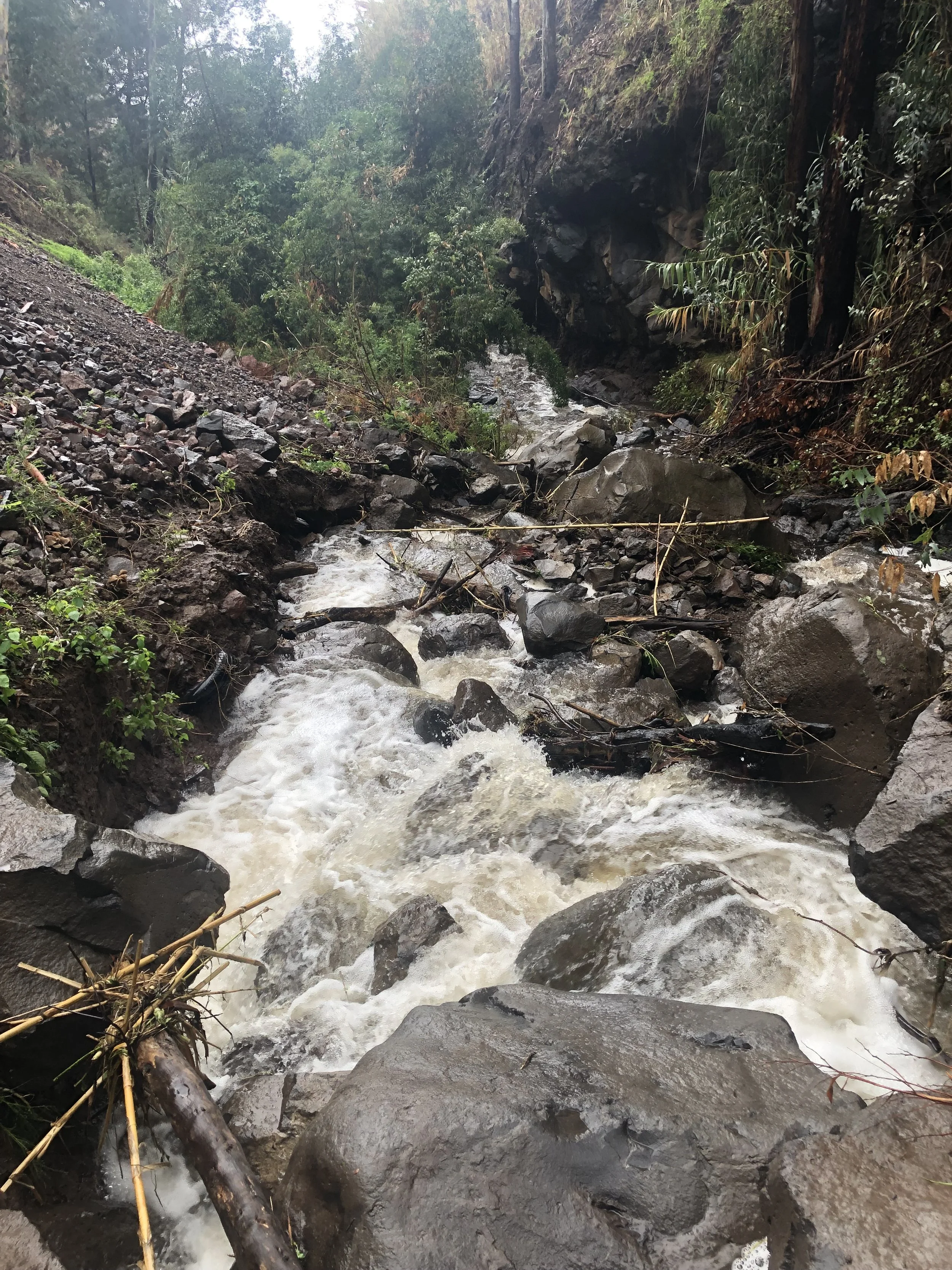 A fast-moving mountain stream with white frothy water flowing over rocks and surrounded by a forested area with trees and foliage.