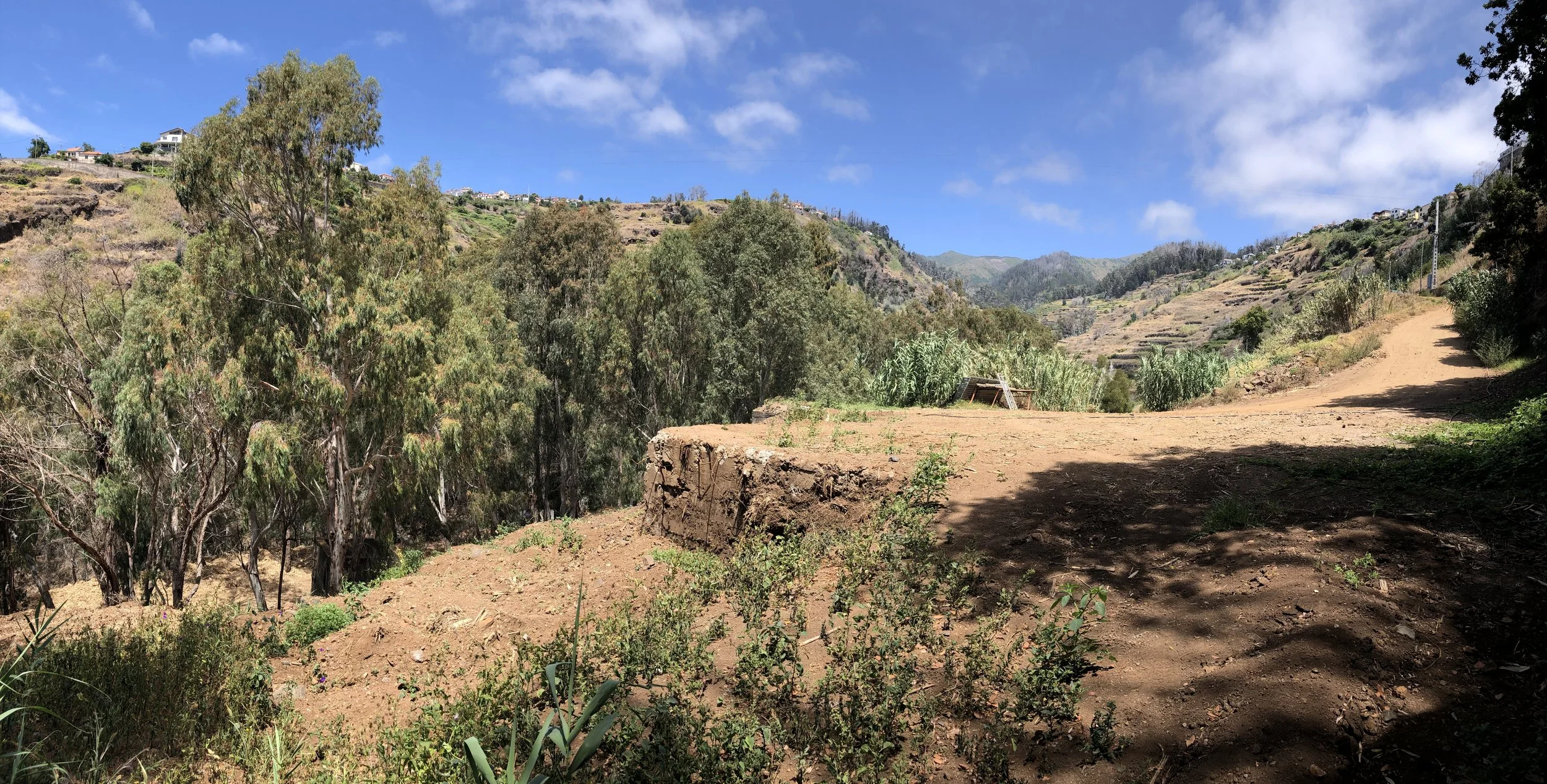 A rural landscape with a dirt path on the right, scattered plants and shrubs in the foreground, large trees on the left, rolling hills in the background, and a partly cloudy sky overhead.
