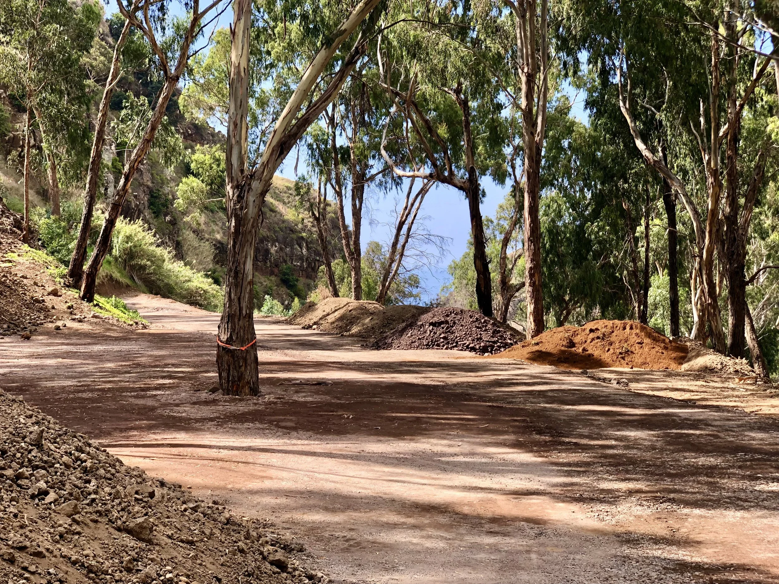 A dirt or gravel trail surrounded by tall eucalyptus trees in a forested area with mountain in the background.
