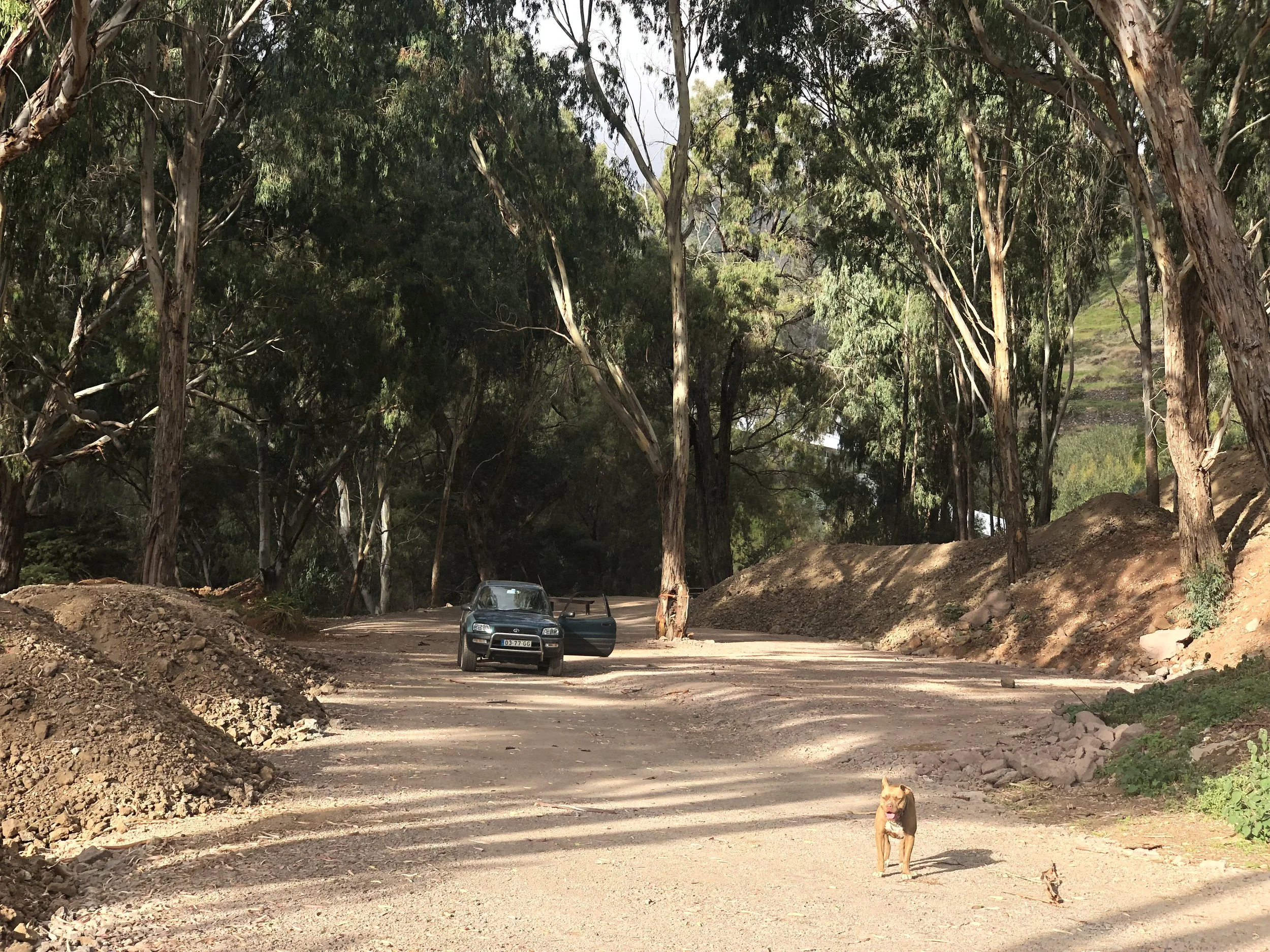 A dirt road through a wooded area with tall trees on both sides. A black car is parked with its door open. A dog is standing on the road in the foreground.