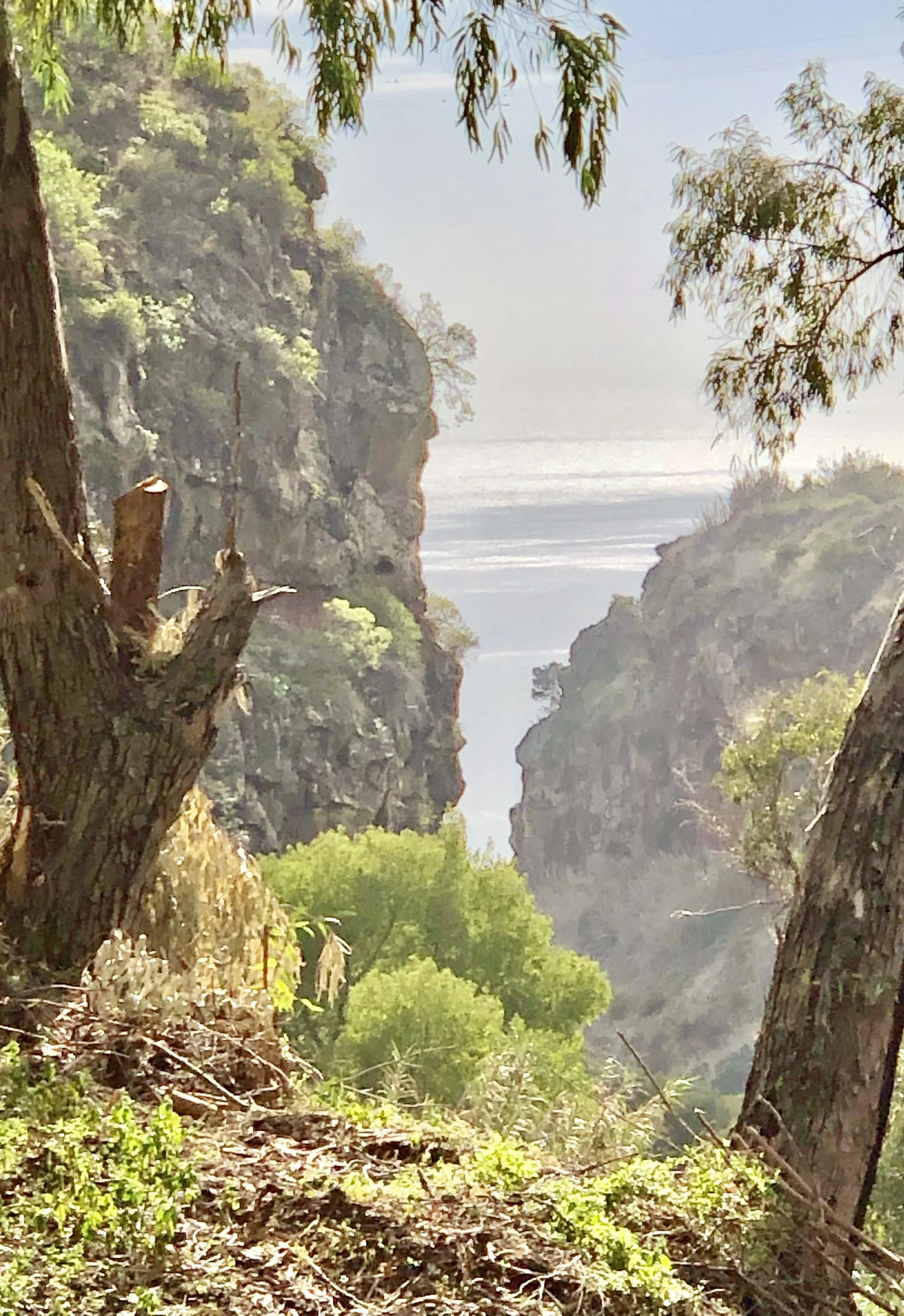 Scenic view of a narrow canyon with tall rocky cliffs and lush green trees, overlooking a body of water in the background.