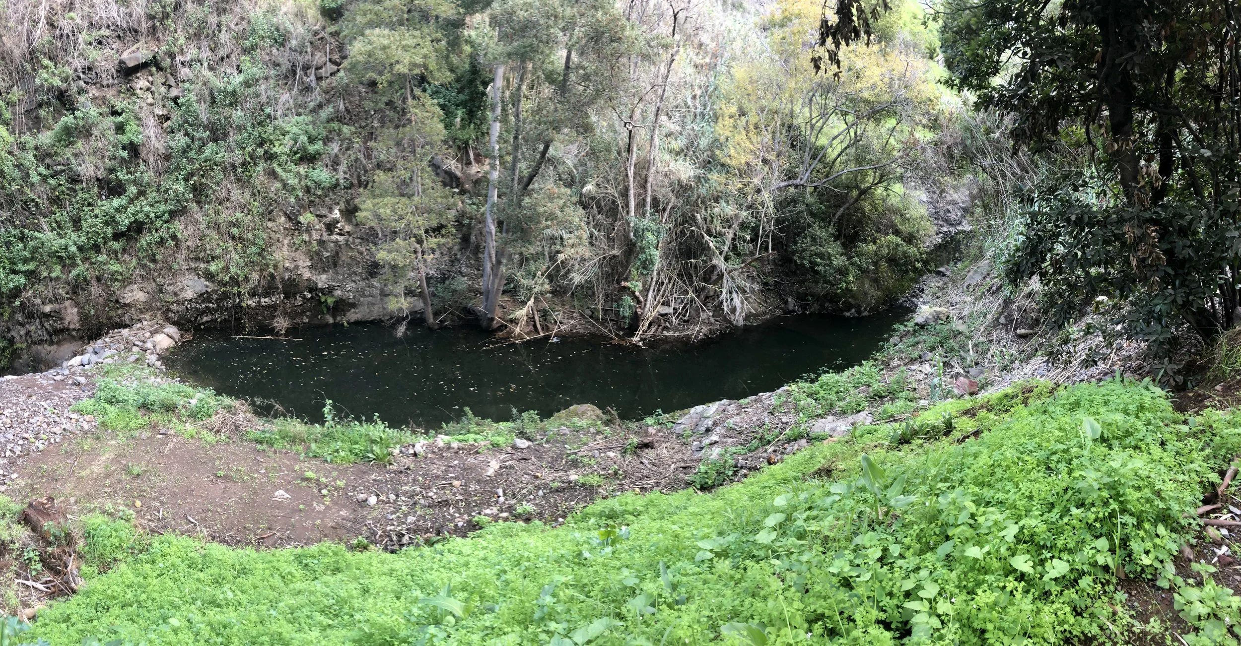 A small, dark river or creek flowing through a forested area with green vegetation and trees on both sides.