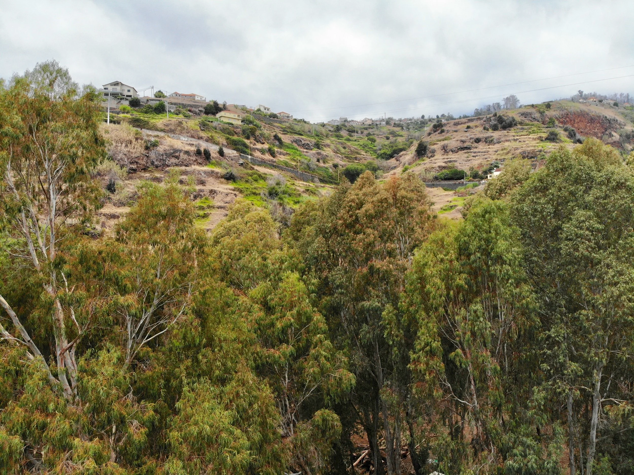 Hilly landscape with terraced slopes and scattered houses in the background, surrounded by tall trees in the foreground.