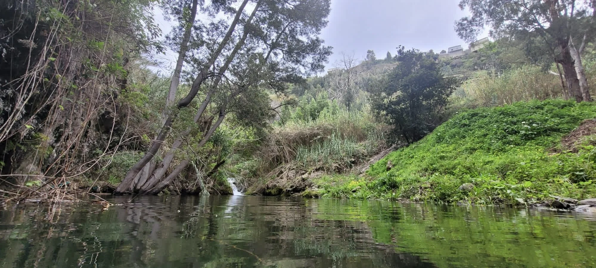 A peaceful creek flowing through a lush, green hillside with trees and vegetation.
