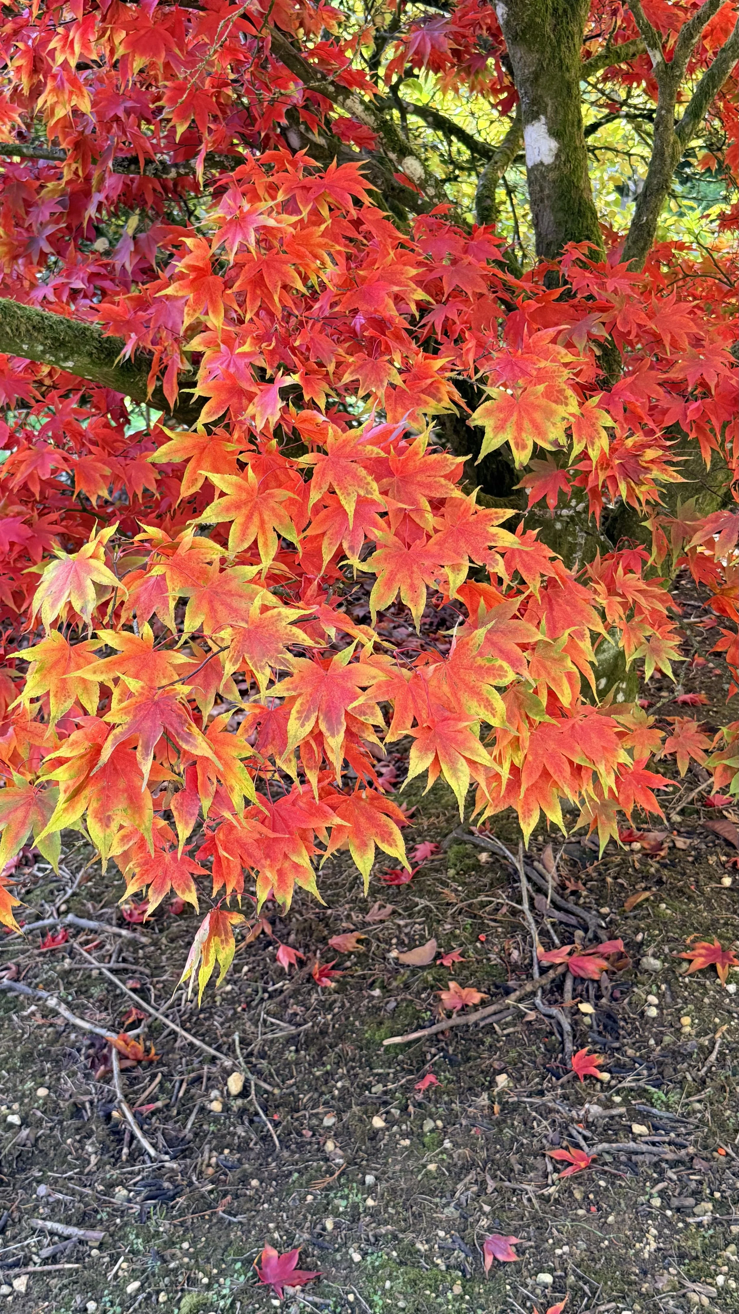IMG_0159.jpeg