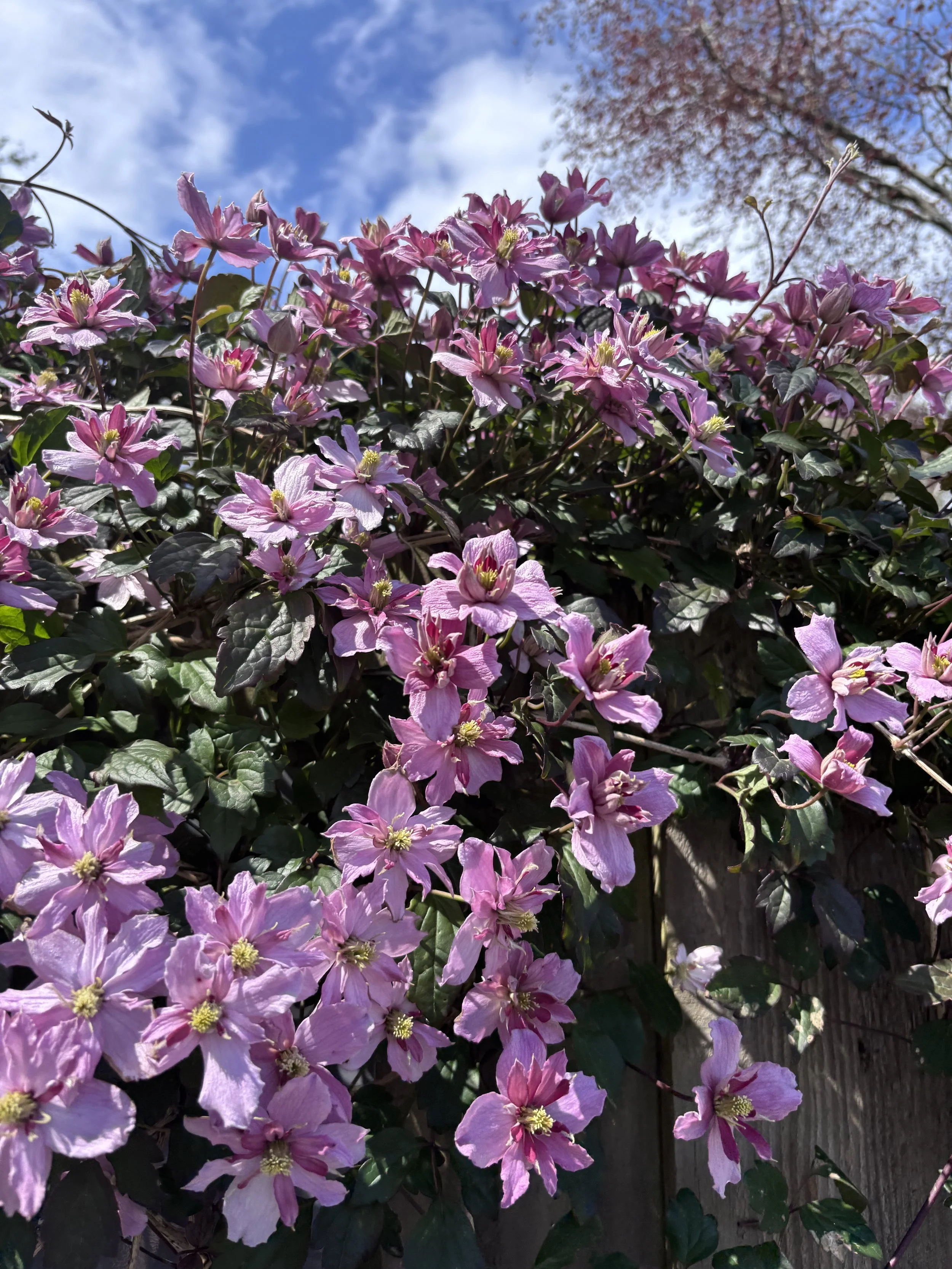 IMG_2595.jpeg