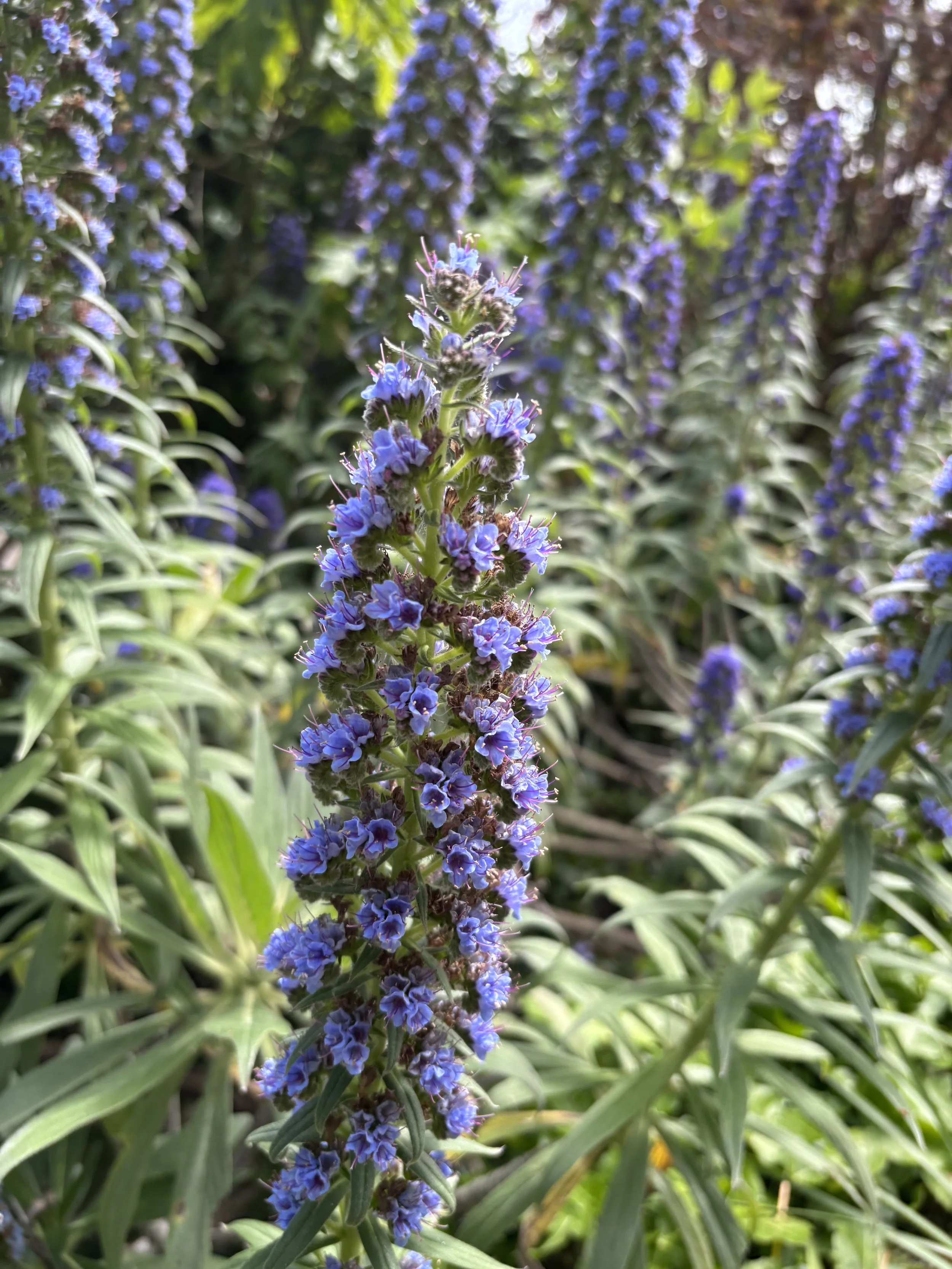 IMG_2597.jpeg