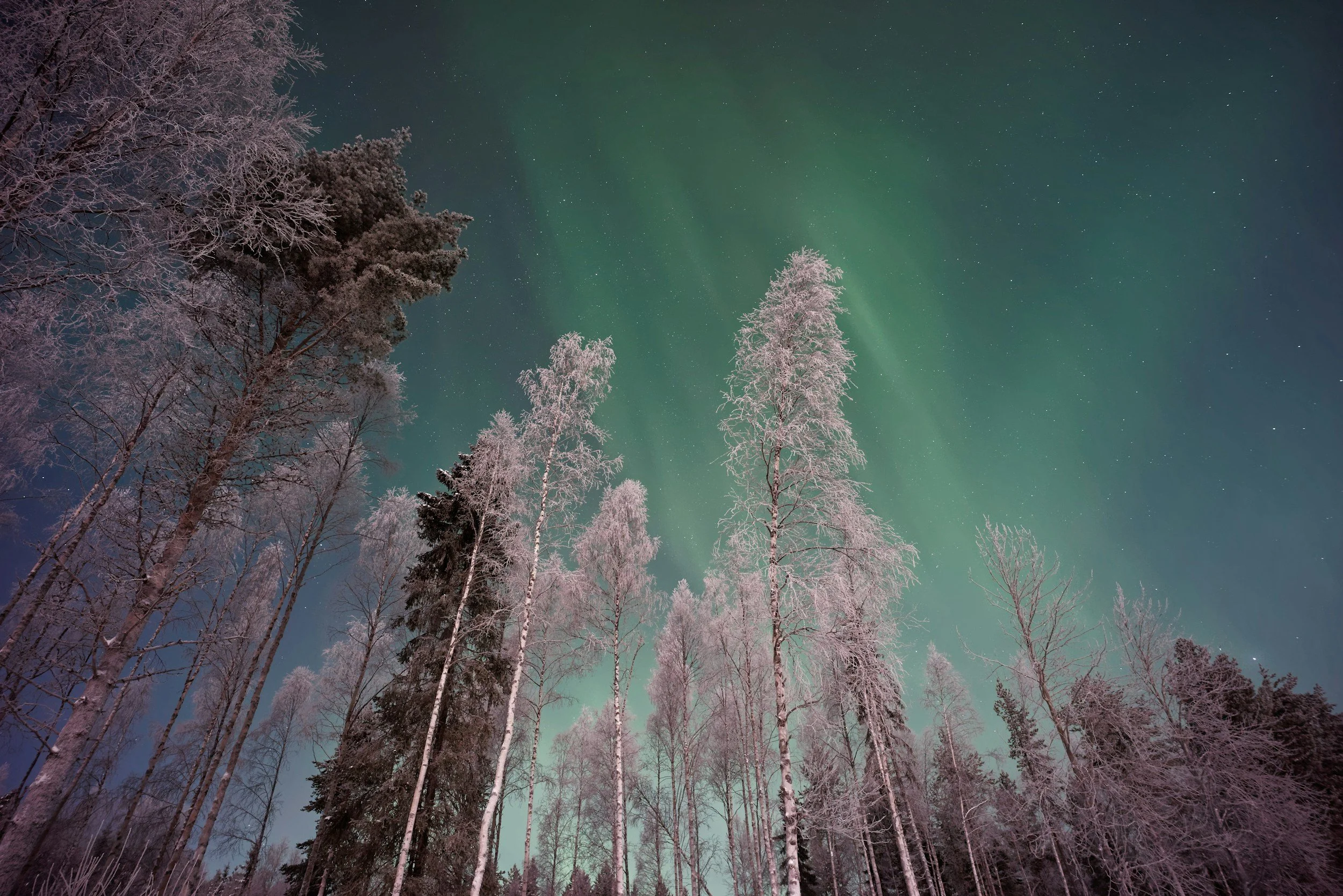 Night sky illuminated by aurora borealis over snow-covered trees in a forest.
