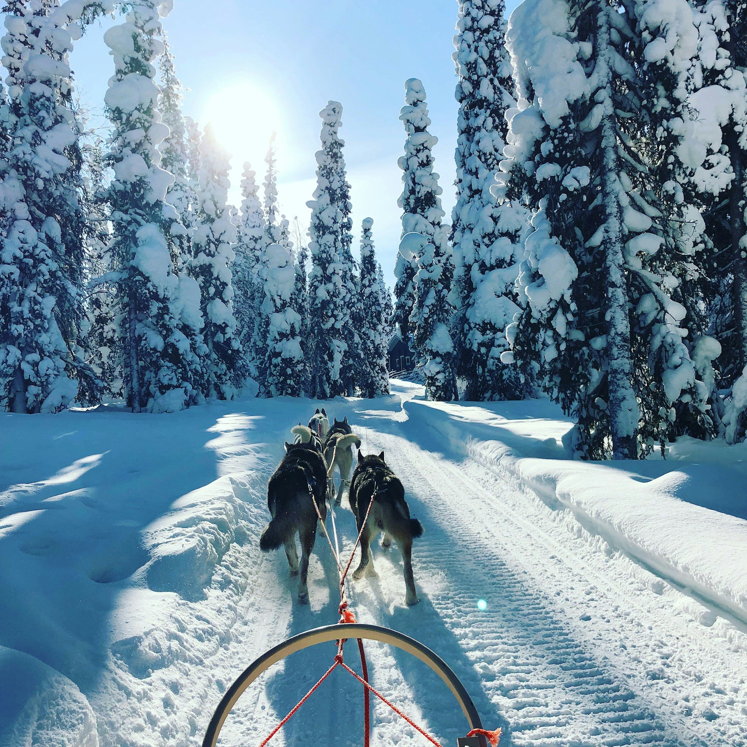 A dog sled team pulling through a snow-covered forest on a sunny winter day.