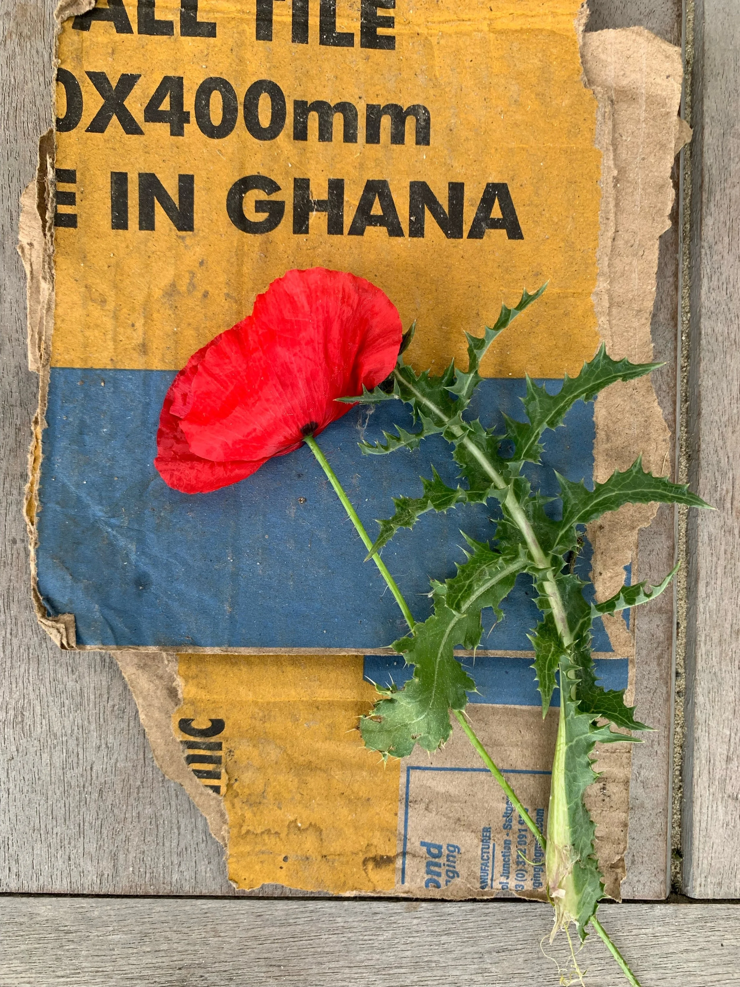 Een rood papaverbloem en groene distelplanten liggen op een oud kartonnen doos op een houten vloer.