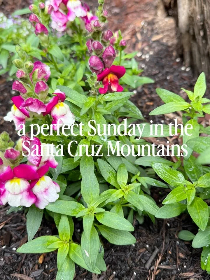 Offer written after bedtime. But first, the whole day happened.

We started at the Crow&rsquo;s Nest, strawberry french toast, dad throwing babies in the air by the lighthouse, sand everywhere. Drove back up the mountain, shoes came off at the creek,