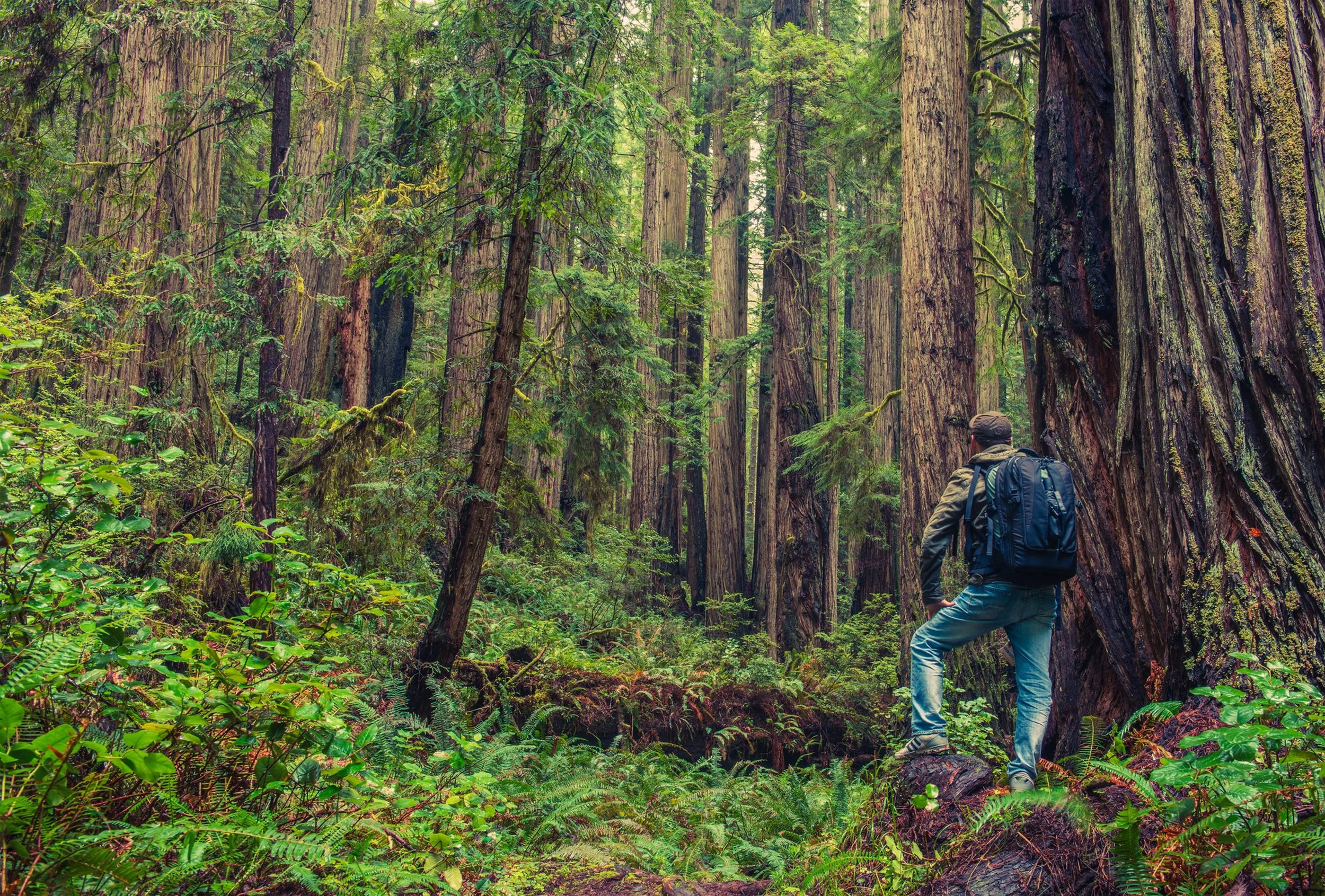 Best Hiking Trails Within an Hour of the Santa Cruz Mountains