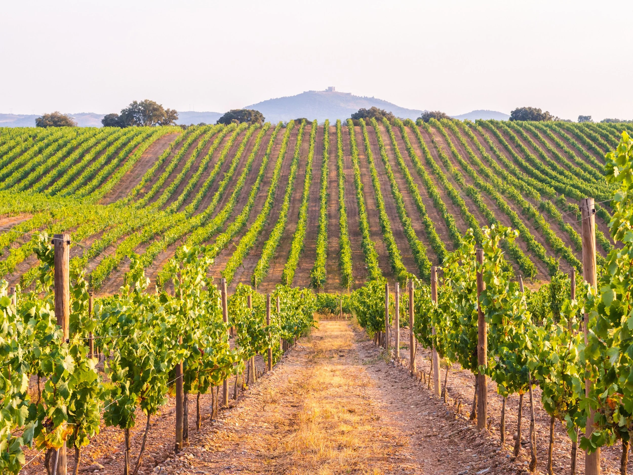 The Santa Cruz Mountains Wine Weekend You Haven't Taken Yet