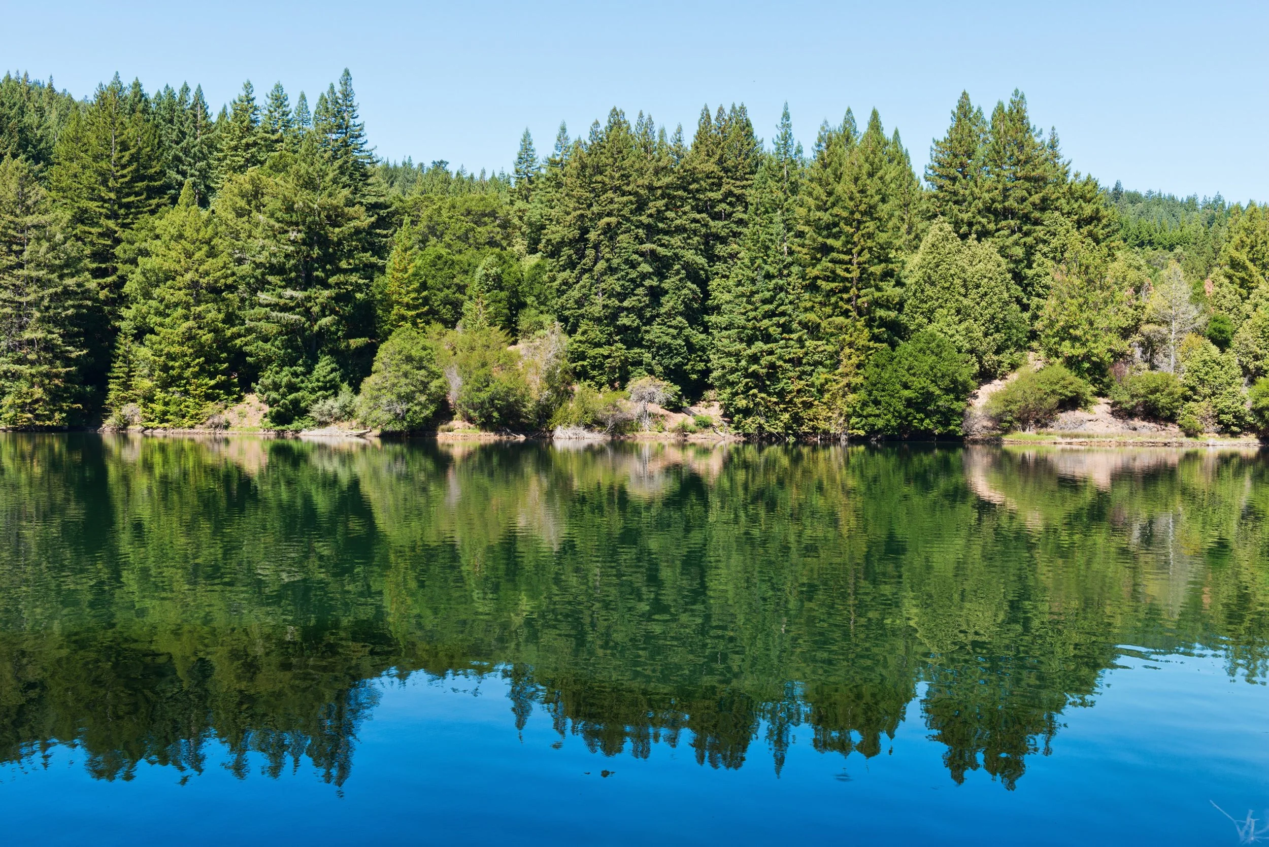 What Summer Actually Feels Like in the San Lorenzo Valley