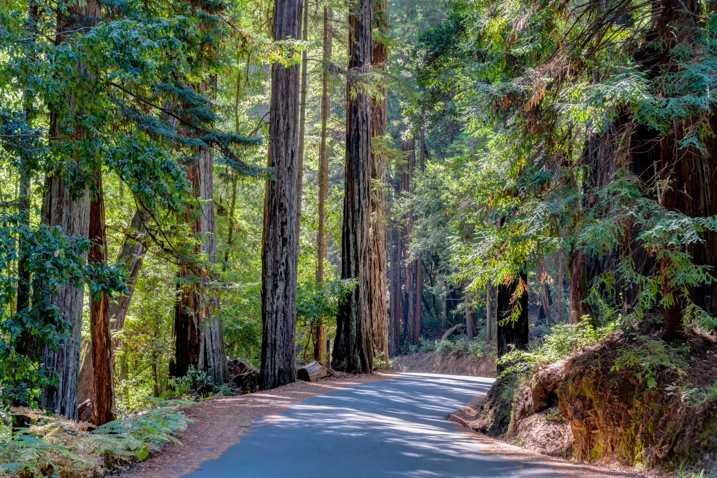Big Basin is Coming Back. Here's What to Know Before You Go.