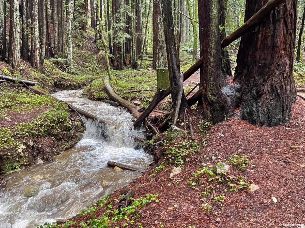 Henry Cowell and Fall Creek: Our Favorite Family Trails, Right in Felton's Backyard