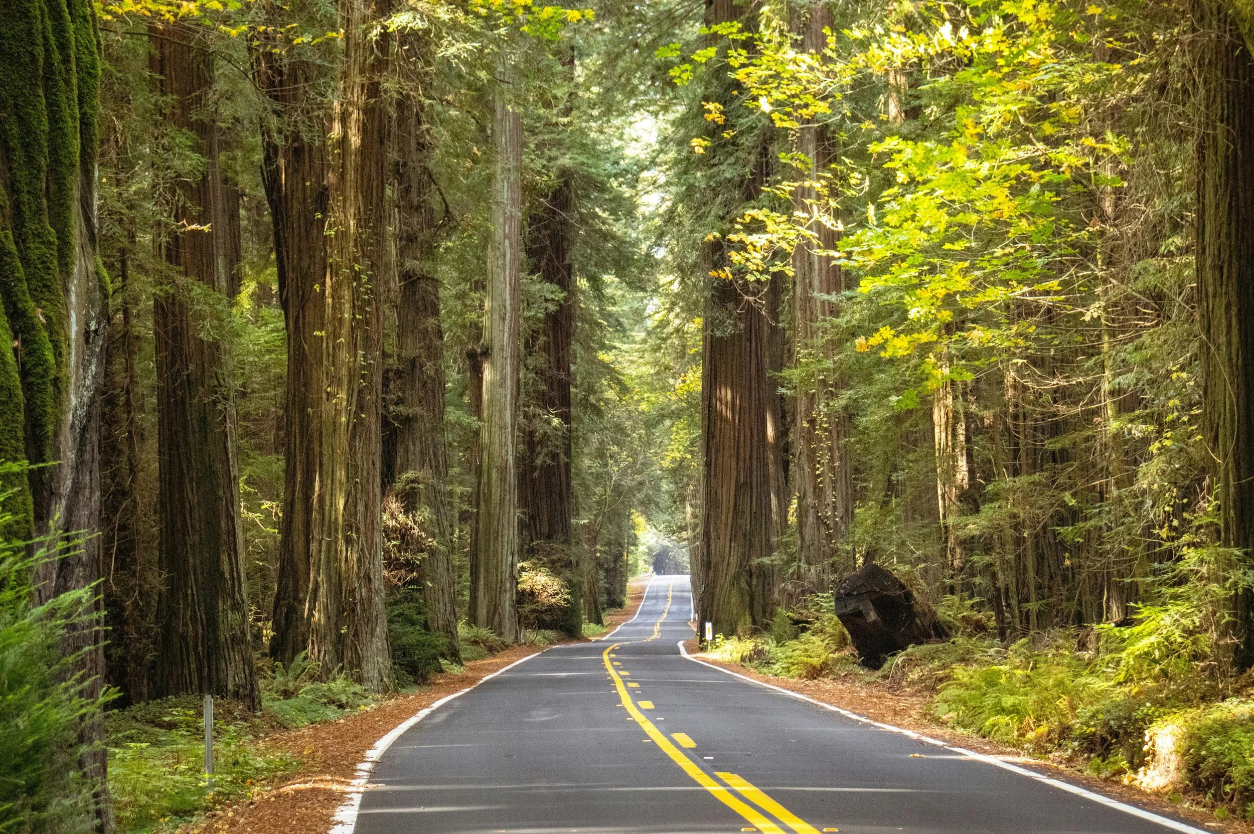 The Best Scenic Drives Within an Hour of Felton, Ben Lomond, and Boulder Creek