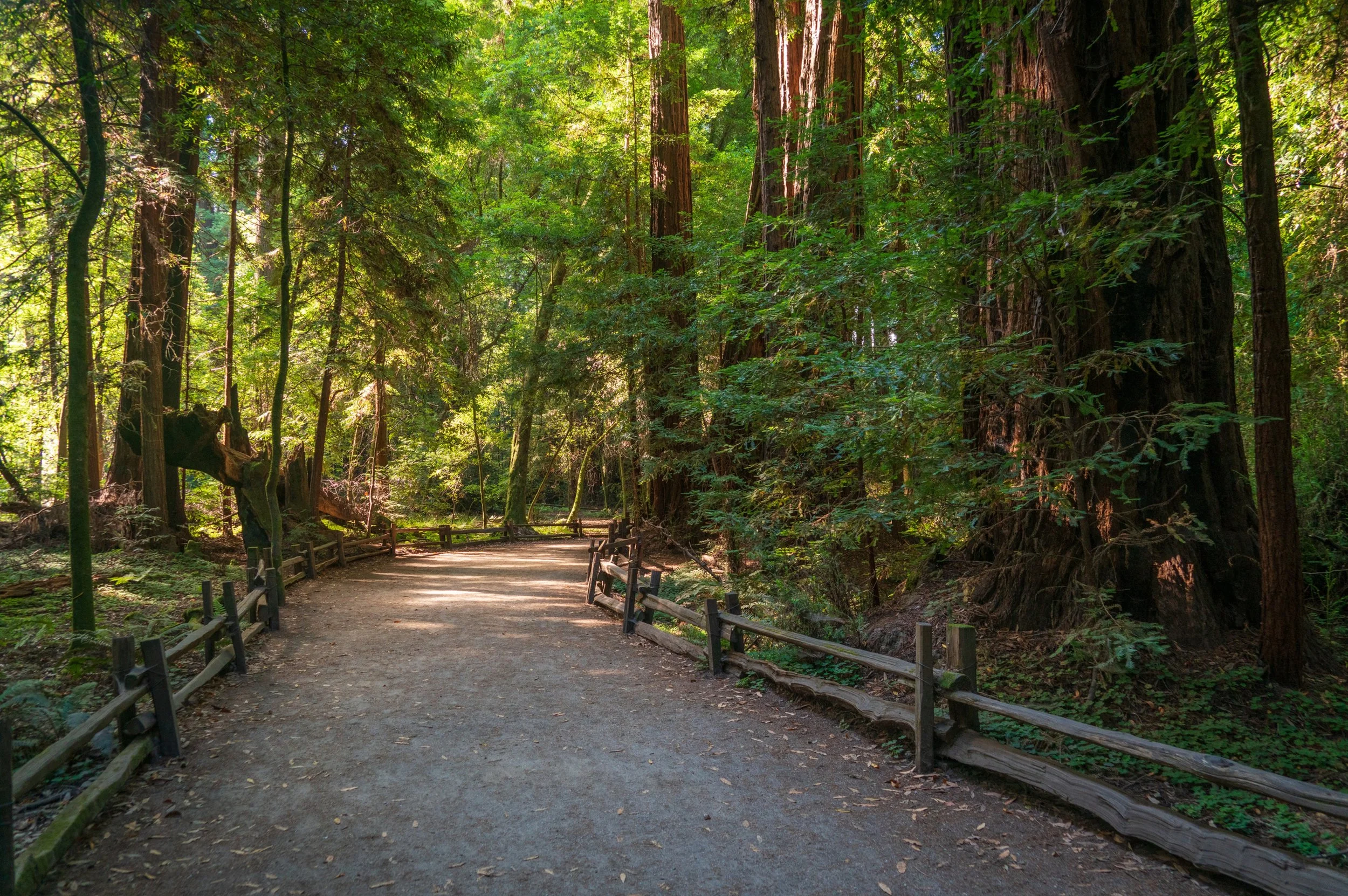 Camping Near Felton, Ben Lomond, and Boulder Creek: From Beginner Sites to Backcountry
