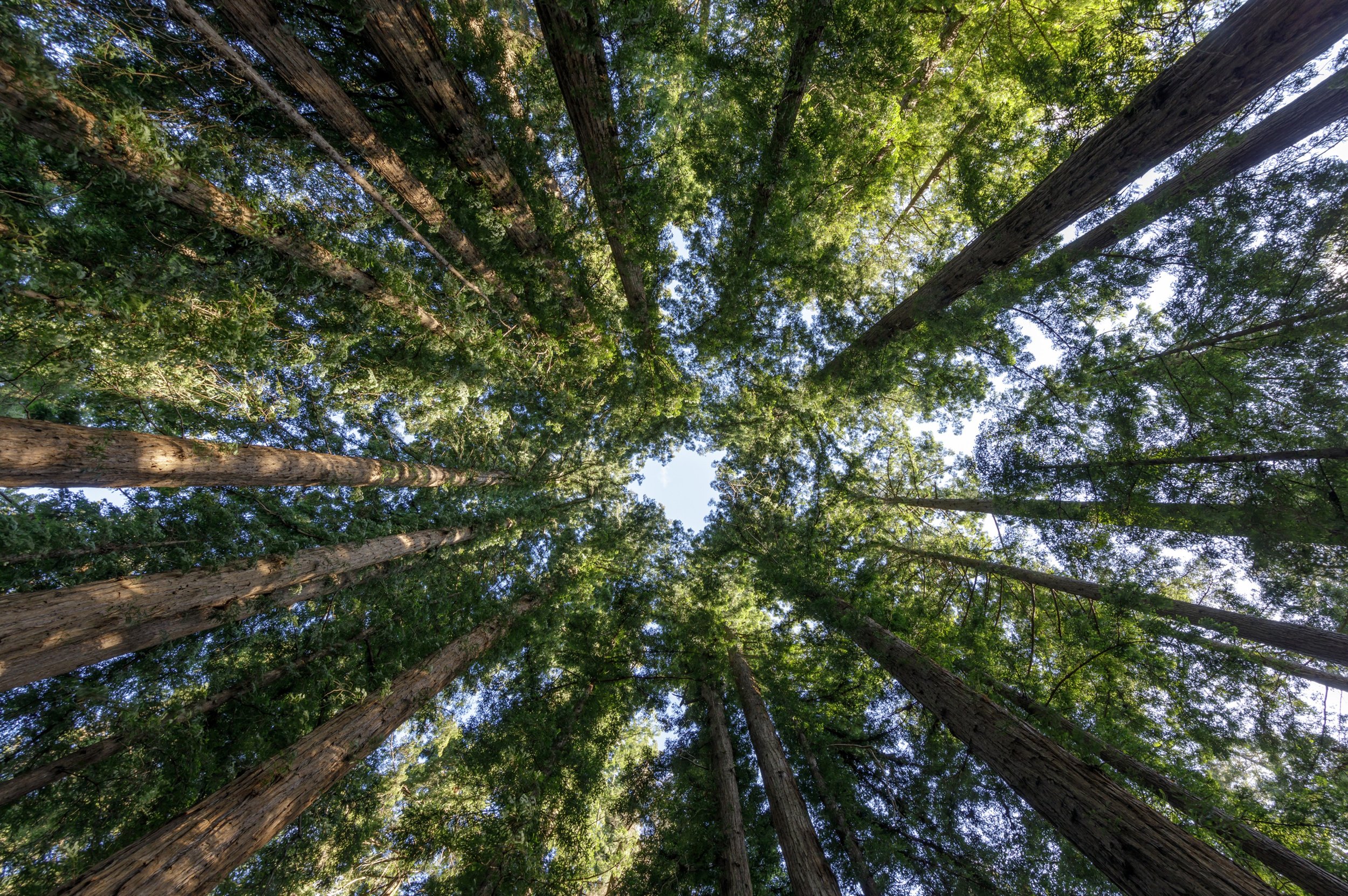 Felton's Backyard: Living Near Henry Cowell and Roaring Camp