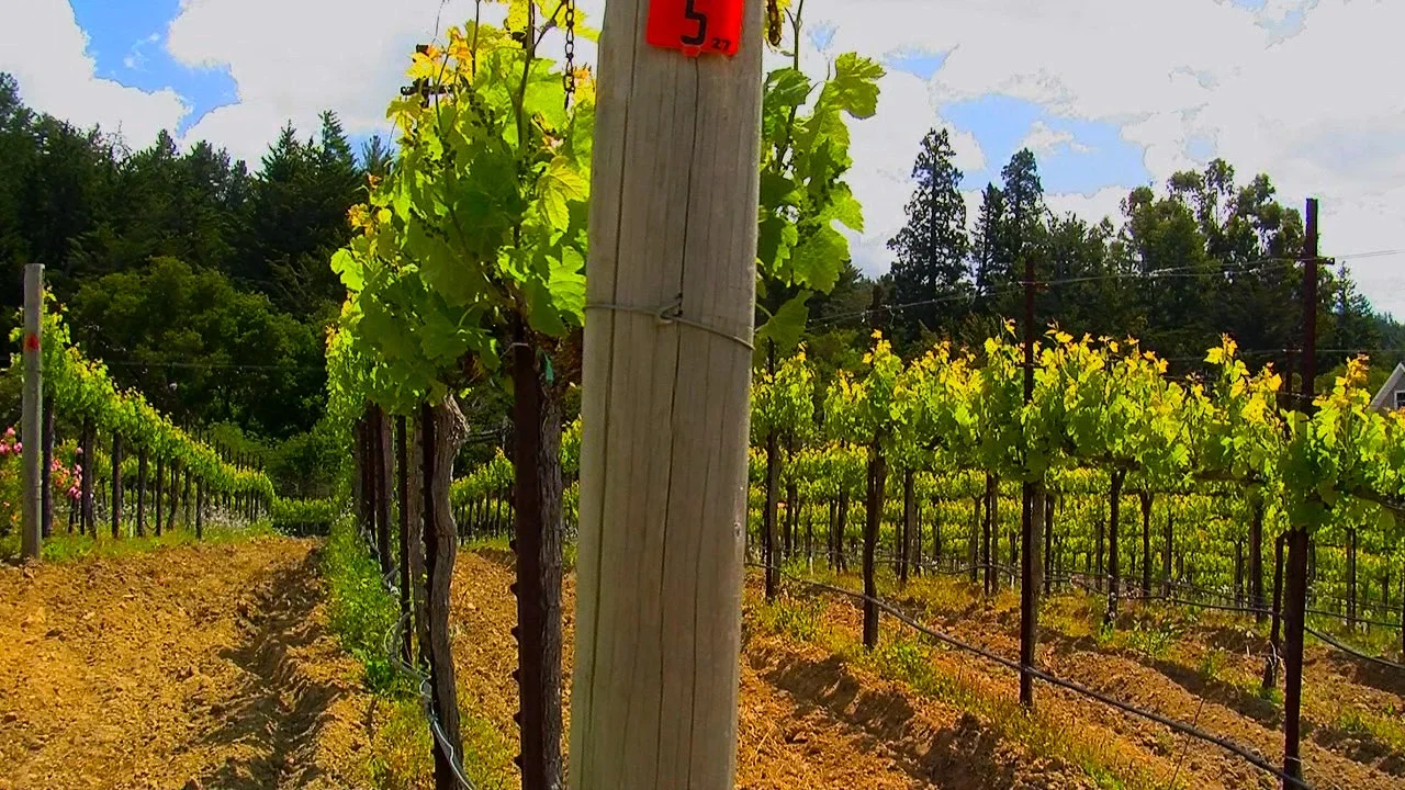 Wine Country in the Redwoods: The Ben Lomond Mountain AVA