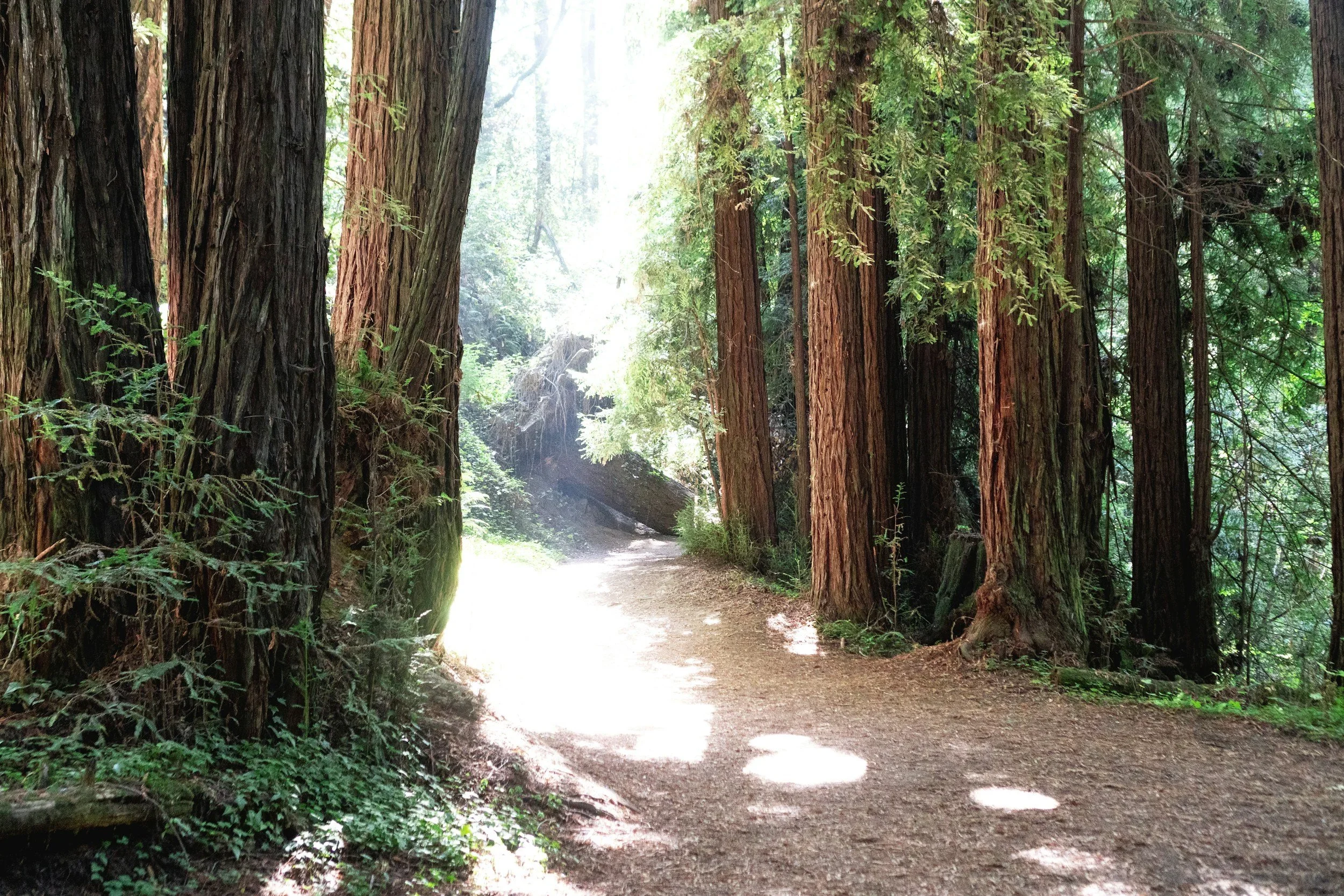 Where to Spend Labor Day Weekend in the Santa Cruz Mountains: Local Spots Worth the Trip