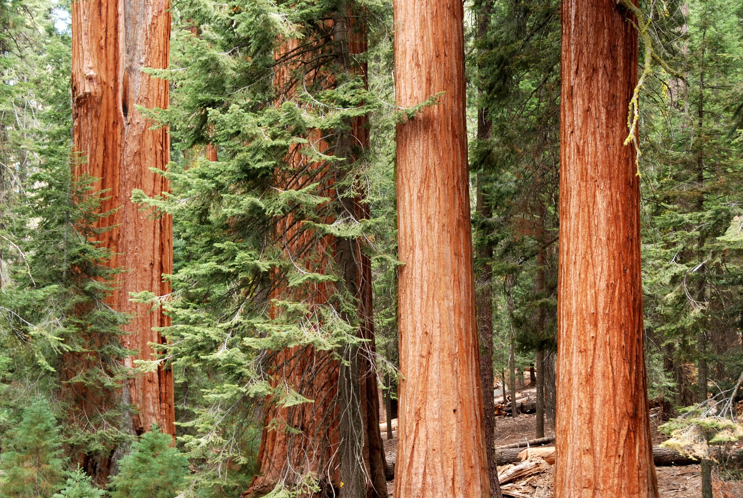 Clearing the Fuel in the Santa Cruz Mountains: What It Means for Homeowners and Buyers