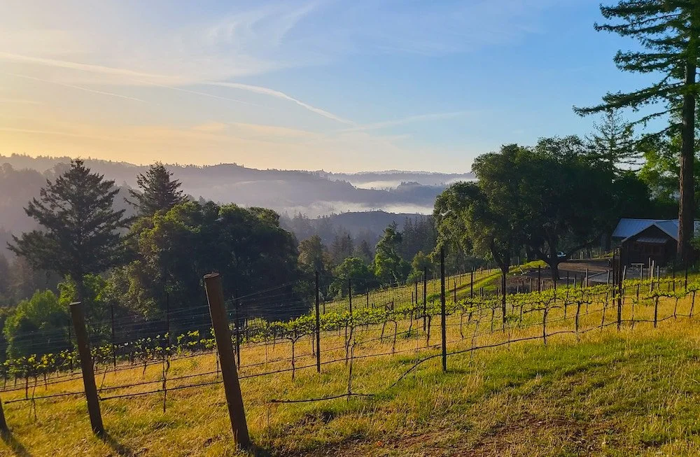 Ben Lomond Mountain Wine: Why Critics Are Paying Attention