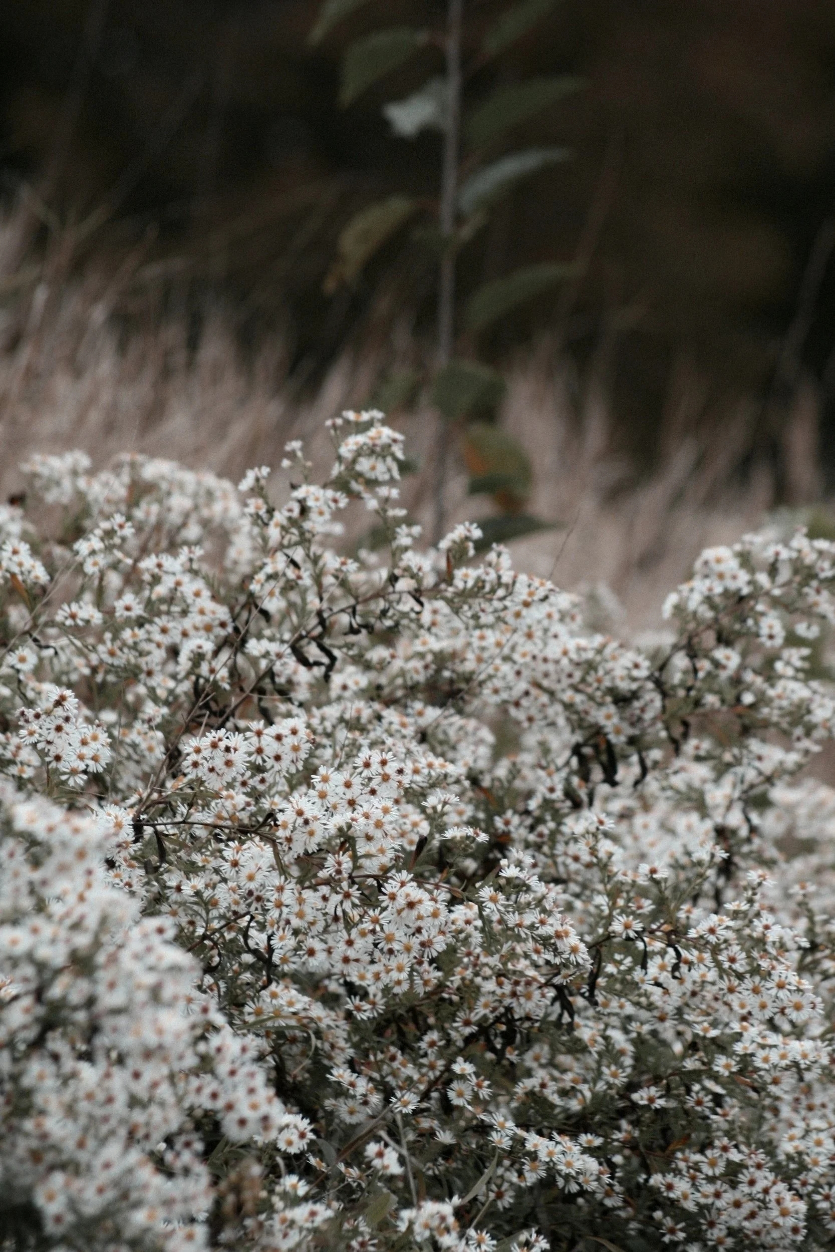 Bush of small white flowers with yellow centers, in a natural outdoor setting.