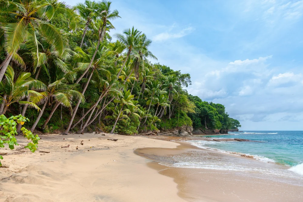 A palm-lined beach
