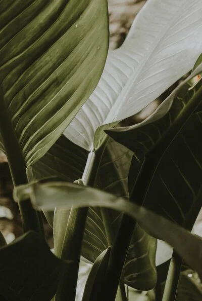 Close-up of large green and white tropical plant leaves with prominent veins.