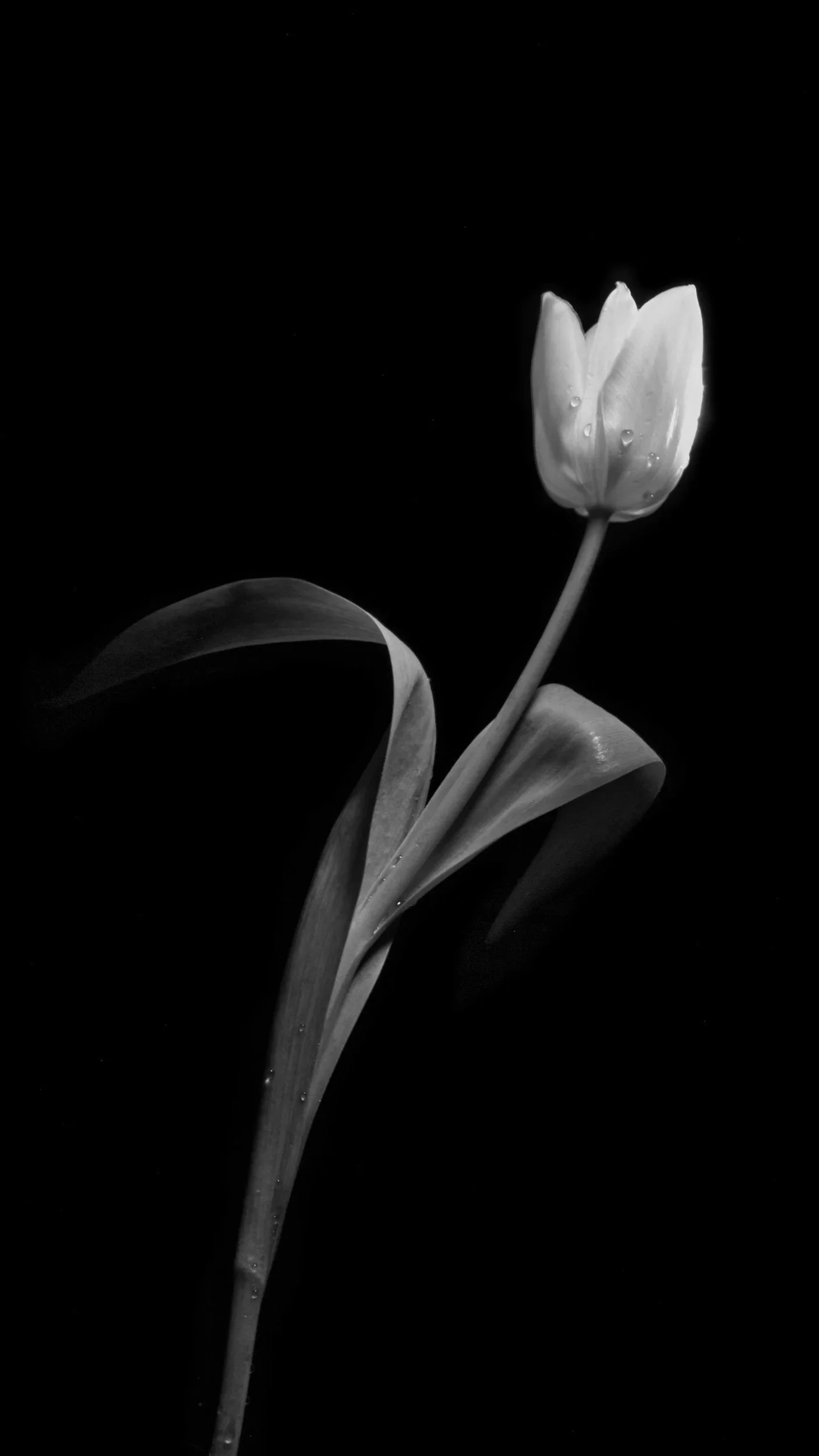 Black and white close-up of a tulip flower with water droplets, with a dark background.