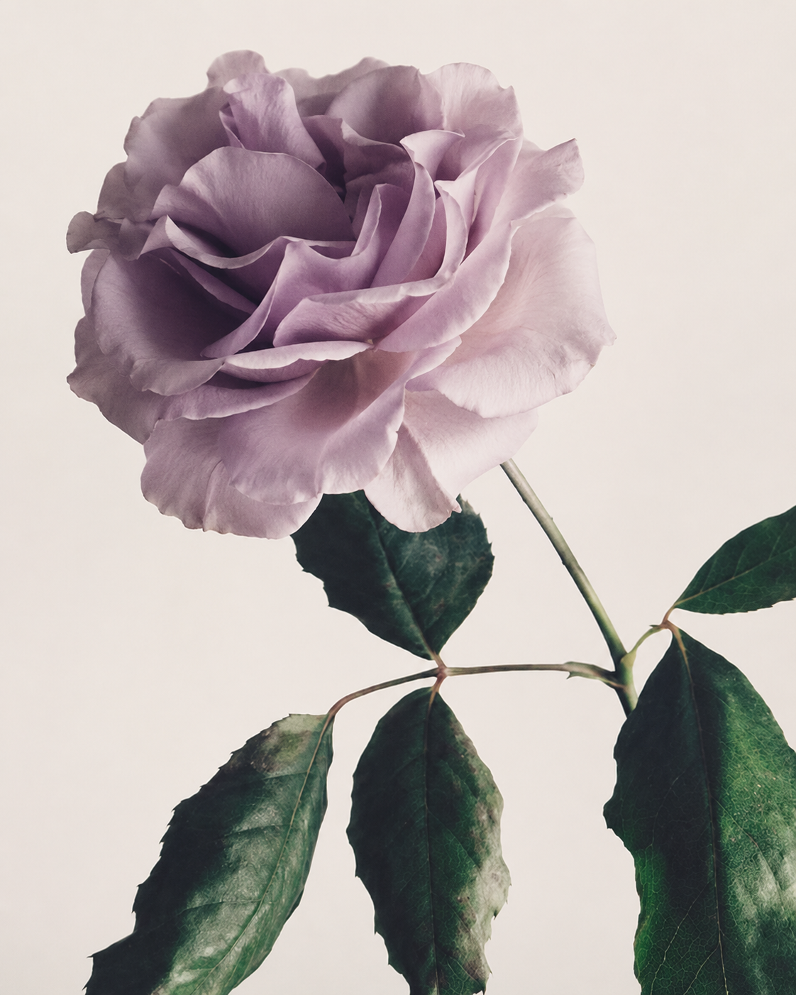 A close-up of a light purple rose with green leaves on a white background.