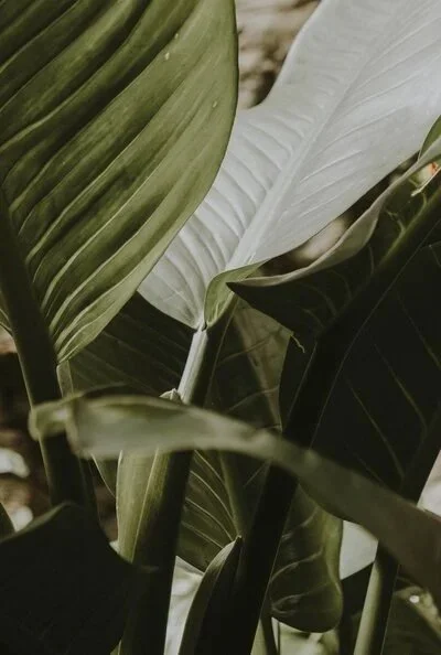 Close-up of large, overlapping green and white tropical leaves.