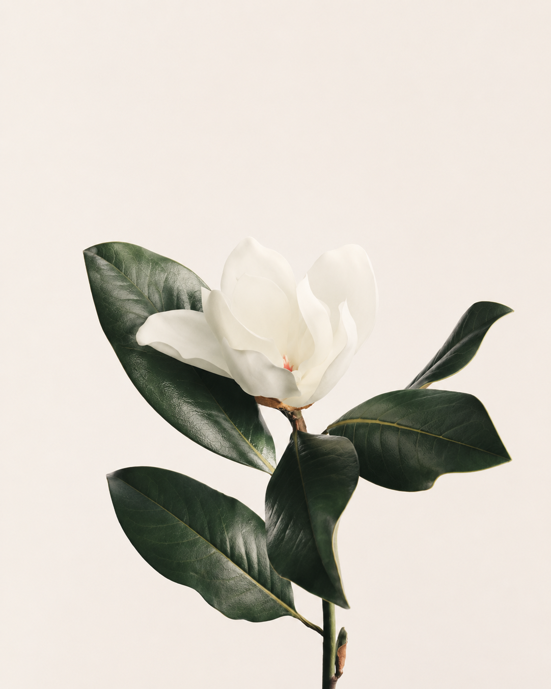 A single white magnolia flower with large dark green leaves on a light background.