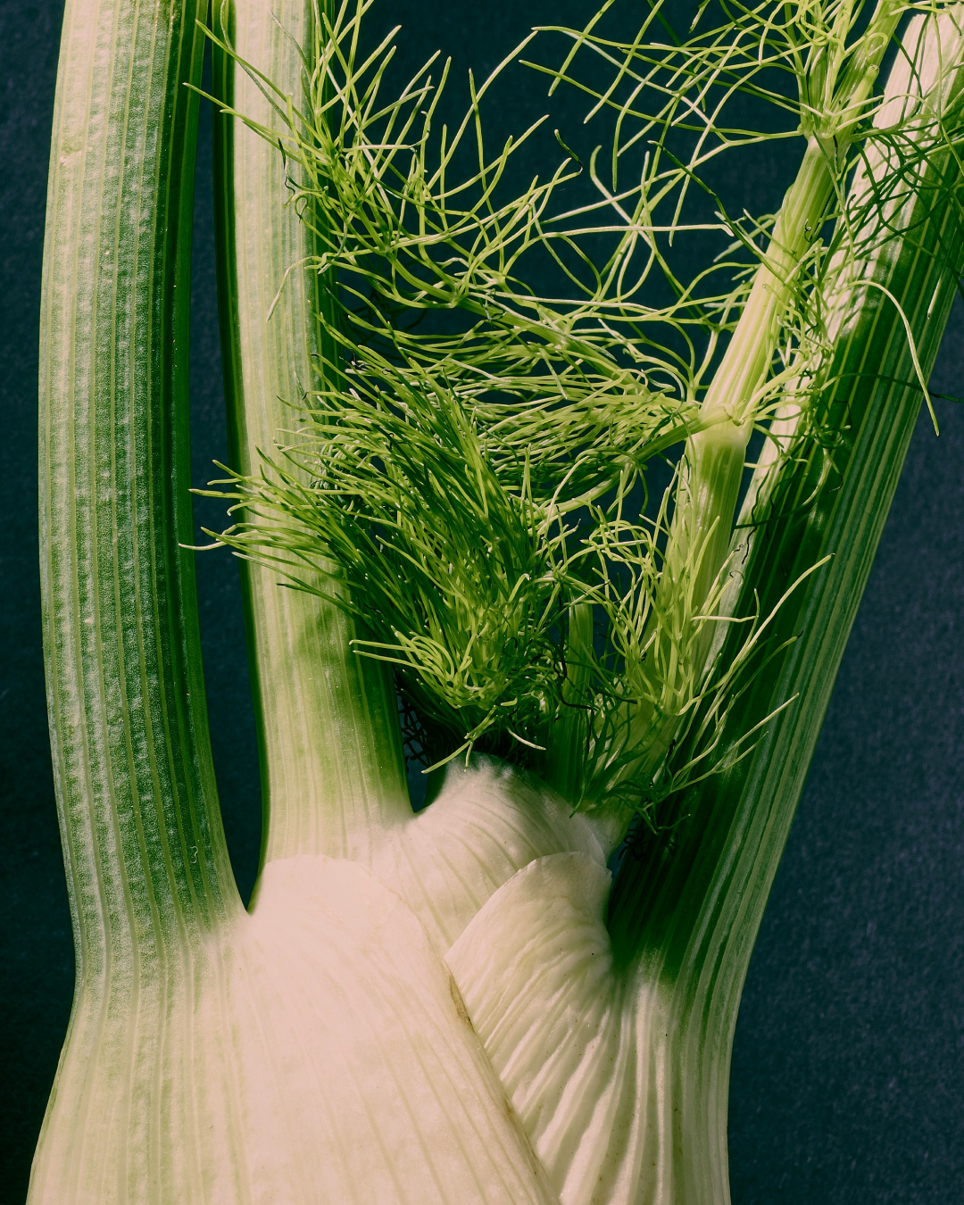 Close-up view of a fennel bulb with green fronds and leaves against a dark background.