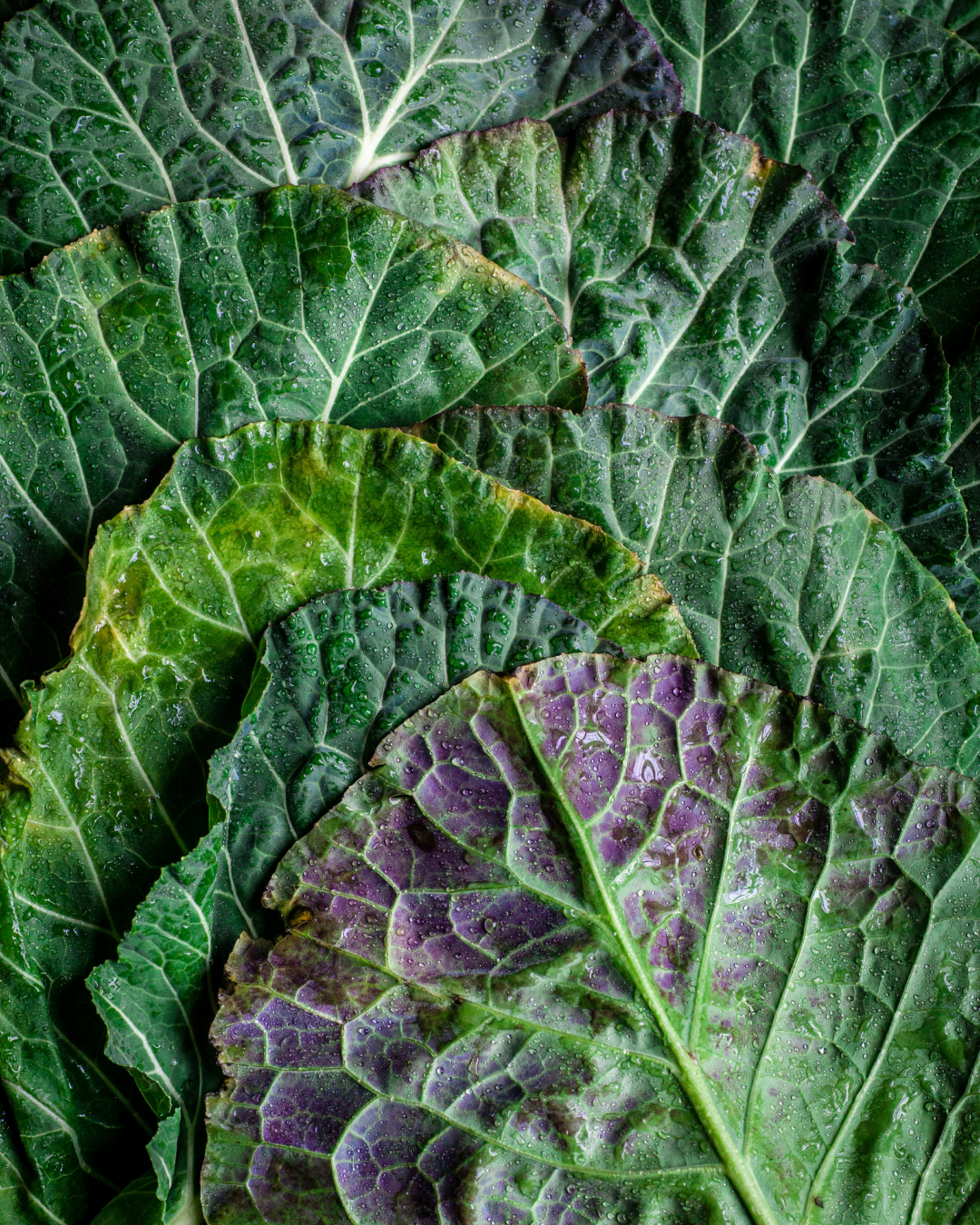 Close-up of leafy greens with water droplets, showing green and purple leaves with prominent veins.