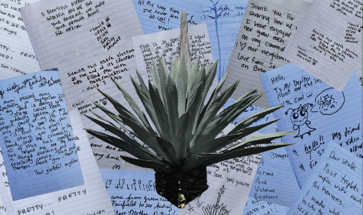 Beloved Death Blooming Agave's Notebook Stolen, But Its Story Lives On