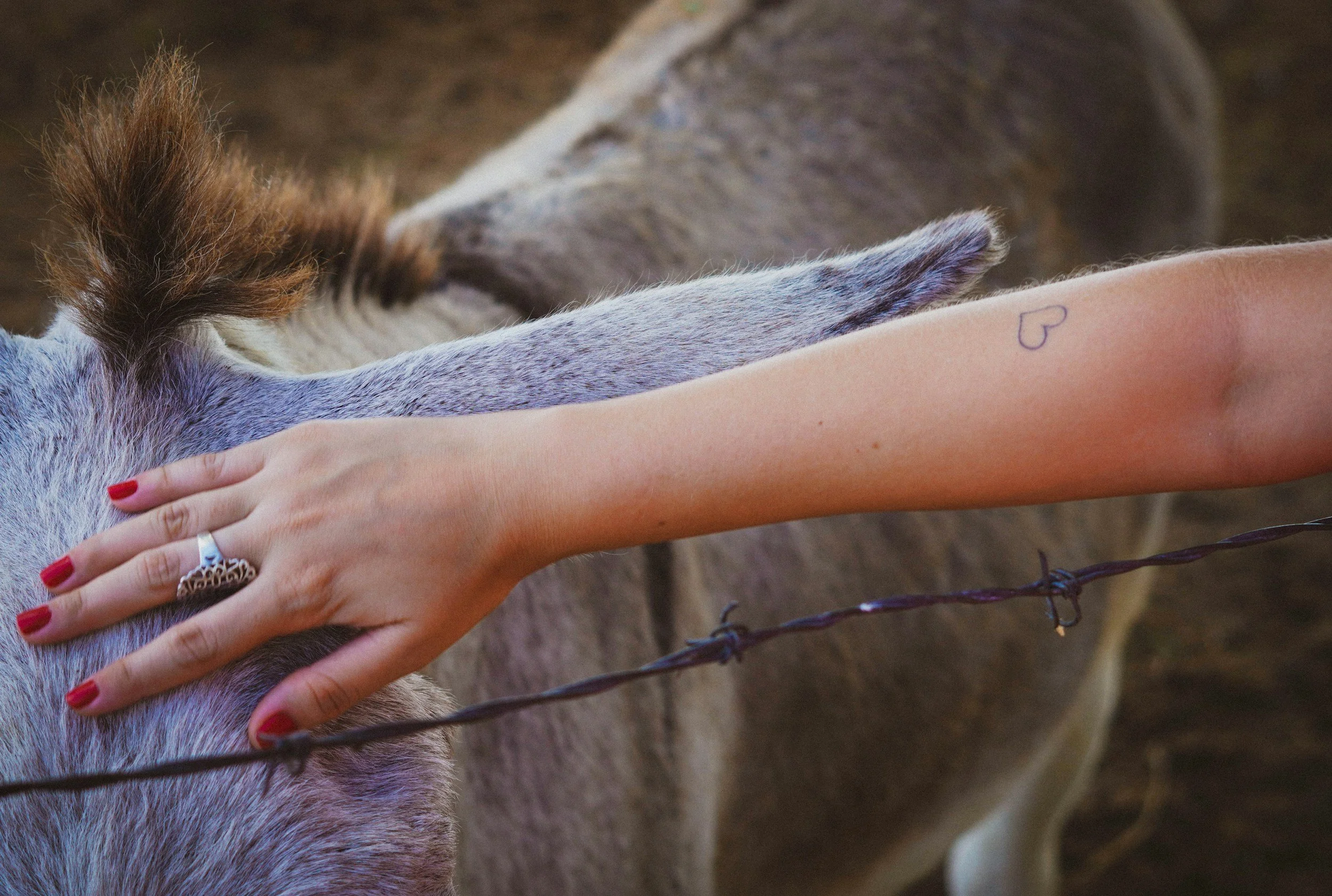 Person with fair skin and red nails petting a gray and white horse through a barbed wire fence, with a heart tattoo on their forearm.