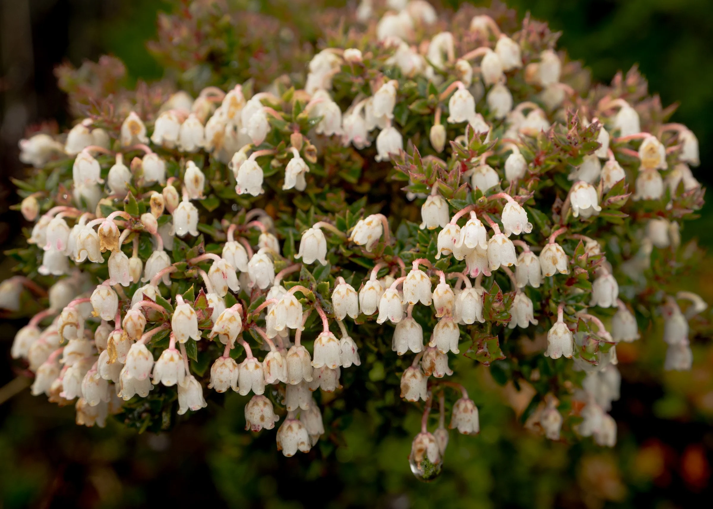 Natural Landscape-20.jpg