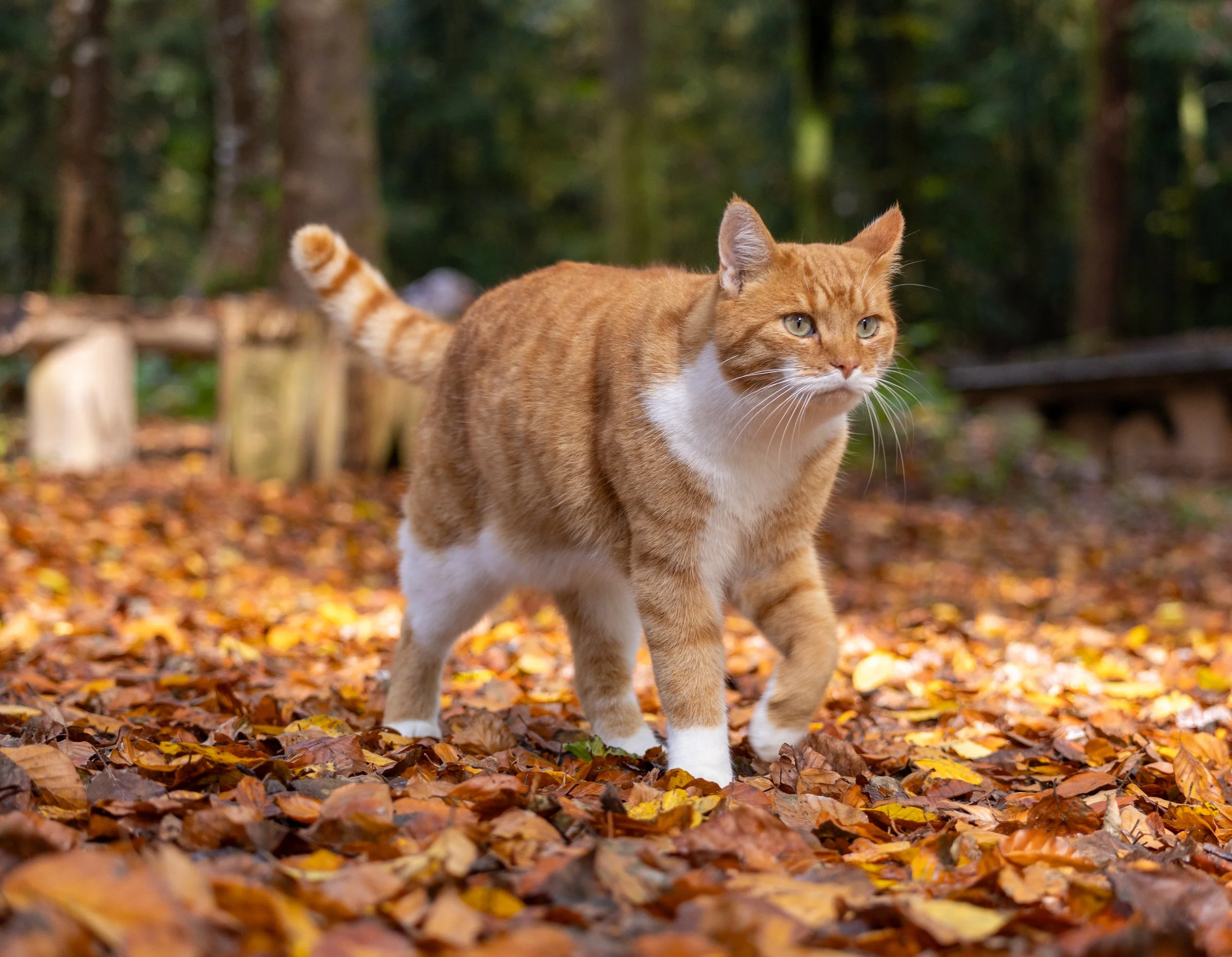 Ein orange-weißer Katze, die durch einen herbstlichen Wald mit Blättern auf dem Boden läuft.