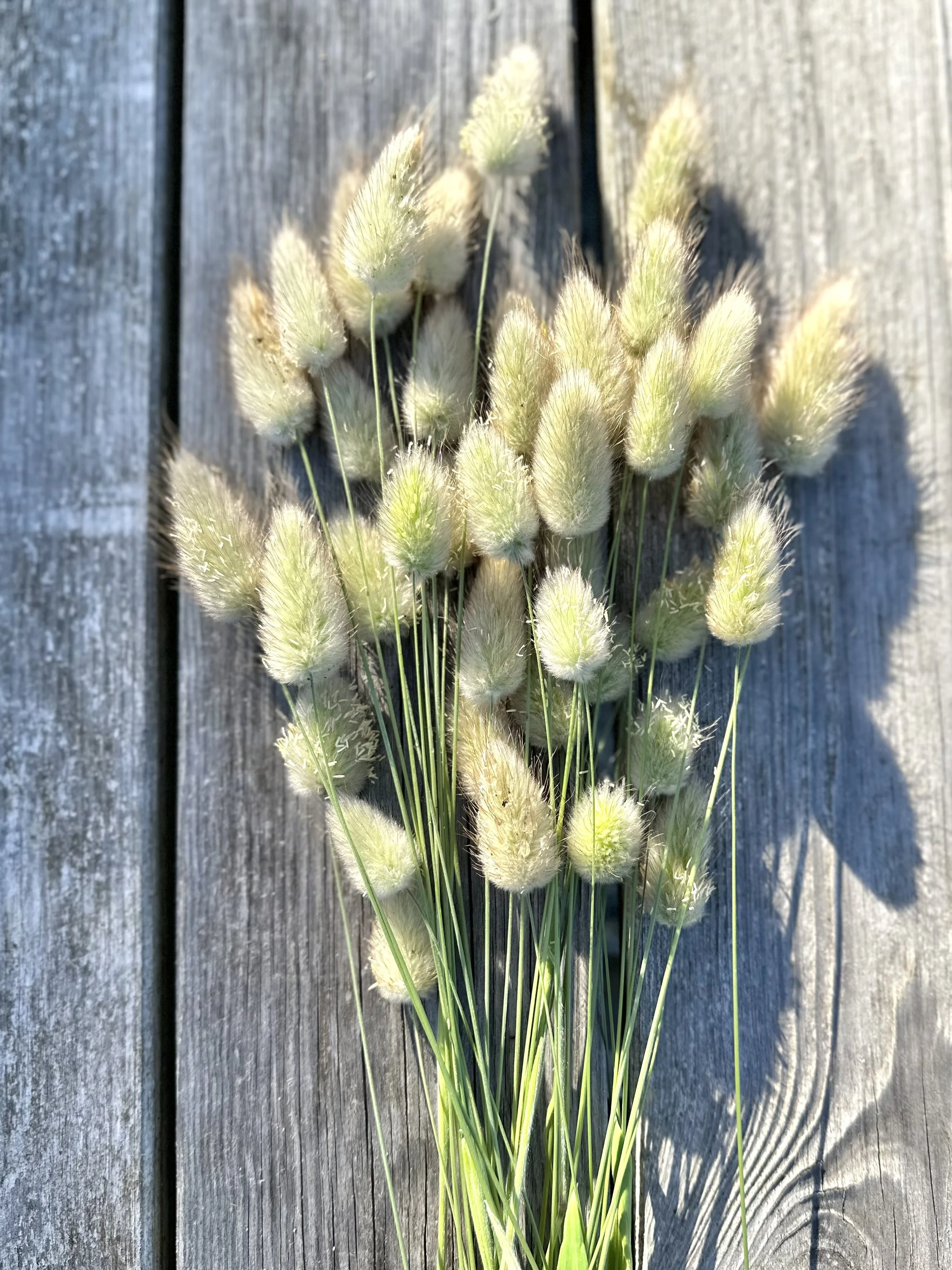 A bunch of fluffy light green and white bunny tail grass flowers on a wooden background with sunlight casting shadows.