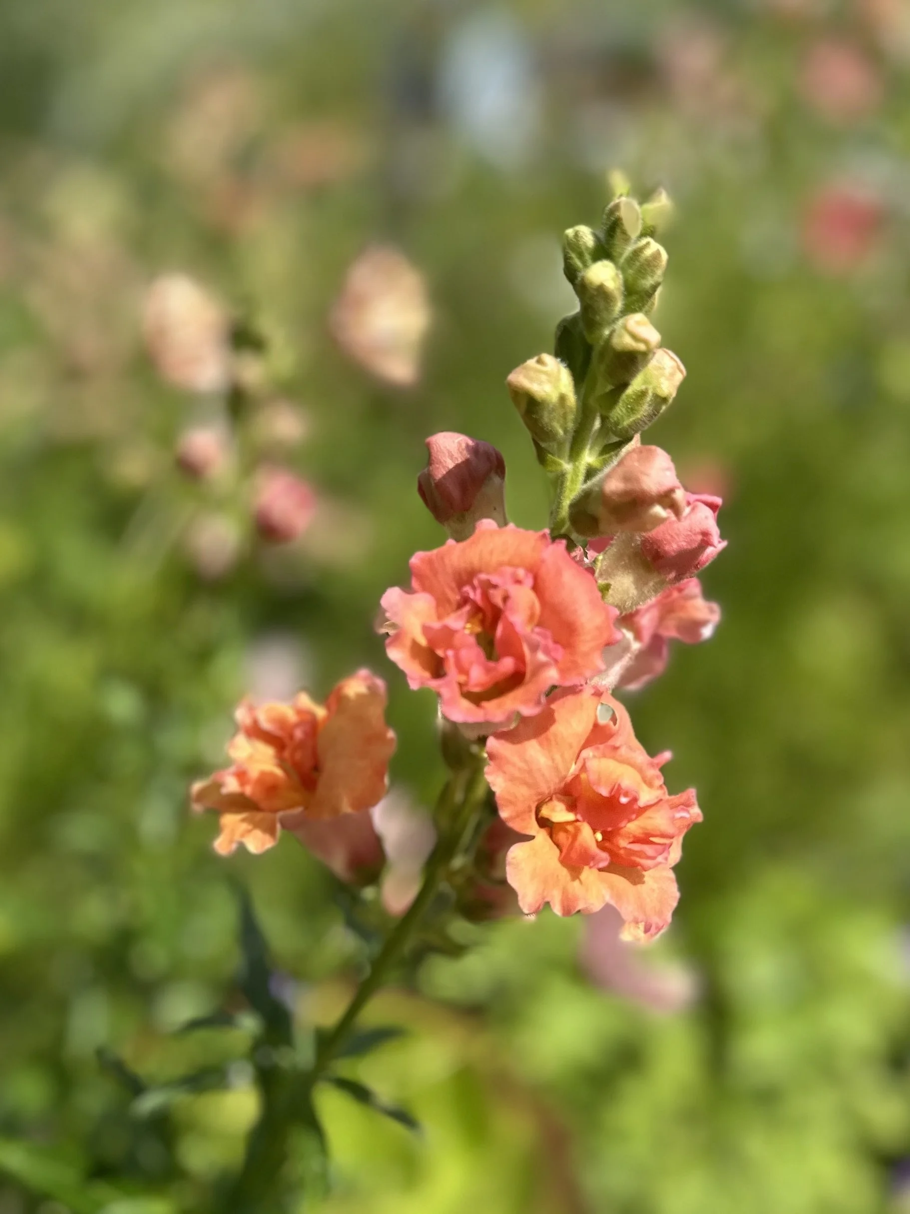 Close-up of a madam butterfly snapdragon with pink and orange blooms, some buds still closed, against a blurred green background.